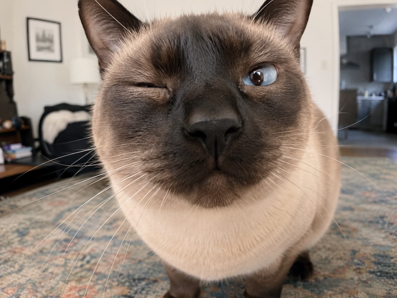 「「えっ、なになに?」って顔で近づいてきたシャム猫ちゃん🐈💙 奇跡のウインクショットに心撃ち抜かれました💘 #シャム猫 #猫のいる暮らし」Ultra-realistic high-quality photograph of a curious Siamese cat winking at the camera close-up indoors. Features striking dark brown color points, smooth cream fur, and one beautiful vivid blue eye wide open. The blurred background shows a living room, with soft natural light highlighting the cat's expressive face and prominent whiskers. 室内でカメラに顔を近づけて片目をつぶる、好奇心旺盛なシャム猫のクローズアップ写真。特徴的な焦げ茶色のポイントカラーとクリーム色の滑らかな被毛、見開いた片方の美しいブルーの瞳が印象的。背景にはぼやけたリビングルームが写り、柔らかな自然光が猫の豊かな表情と立派なひげを際立たせている