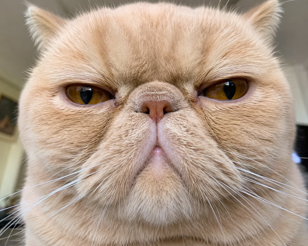 「機嫌が悪いの?それとも眠いだけ?😂 このムスッとしたお顔が逆に愛おしすぎるエキゾチックショートヘアちゃんです🐾✨ #エキゾチックショートヘア #ぶさかわ猫 #猫のいる暮らし」Ultra-realistic high-quality photograph featuring an extreme close-up of a cream-colored Exotic Shorthair cat. The image captures its characteristic flat nose, dense short coat, and grumpy expression with narrowed amber eyes. The background, showing a blurred interior and a picture frame, beautifully isolates the cat's highly detailed face and long white whiskers. 極端なクローズアップで撮影されたエキゾチックショートヘアの高画質写真。クリーム色の密度の高い短い被毛と、潰れた愛嬌のある鼻、不機嫌そうに細められた琥珀色の瞳が特徴的です。立派な白いヒゲが左右に広がり、ピントの合った顔のディテールに対して背景の室内や額縁は適度にぼかされ、猫のコミカルでユニークな表情が際立っています