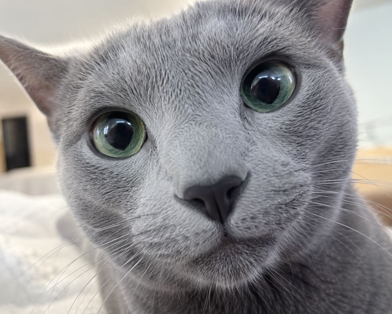 「ジーーーッ…👀 何かおいしいもの持ってるの?それとも遊んでくれる?画面越しに目が合っちゃう超近距離猫 #コラット」An ultra-realistic high-quality photograph features a stunning close-up of a silver-blue Korat cat with piercing, luminous emerald green eyes staring directly into the lens. The smooth, silvery-blue short fur and delicate whiskers are captured in exquisite detail against a minimalist backdrop. 宝石のように美しいエメラルドグリーンの大きな瞳を輝かせ、画面いっぱいに顔を近づけてカメラをじっと見つめる、コラット猫の至近距離クローズアップ写真。なめらかで高密度な銀灰色の被毛の質感やヒゲの1本1本まで鮮明に描写されています