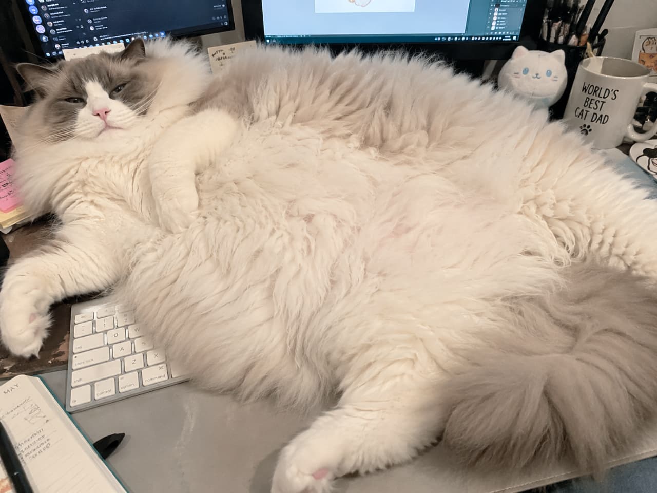 「今日のお仕事はここまで!💻❌ 画面の前を陣取るもふもふの妨害工作員に、飼い主さんもタジタジですね🤣💕 #ラグドール #猫のいる生活」Ultra-realistic high-quality photograph of a blue bicolor Ragdoll cat sleeping belly-up on a messy work desk. The cat's luxuriously fluffy white coat and gray mask are highly detailed. Surrounded by dual monitors, a keyboard, a planner, and a "WORLD'S BEST CAT DAD" mug, the cat's completely relaxed pose creates a humorous everyday scene under bright desk lighting. 仕事用のデスク上で豪快に仰向けでくつろぐ、ブルーバイカラーのラグドールのリアルな高画質写真。シルクのように滑らかでボリューム満点な白い被毛と、顔周りのグレーのハチワレ模様、ピンクの鼻が特徴です。デュアルモニターやキーボード、手帳、「WORLD'S BEST CAT DAD」のマグカップが並ぶ中、完全にリラックスしきったポーズがユーモラスな日常風景を描き出しています