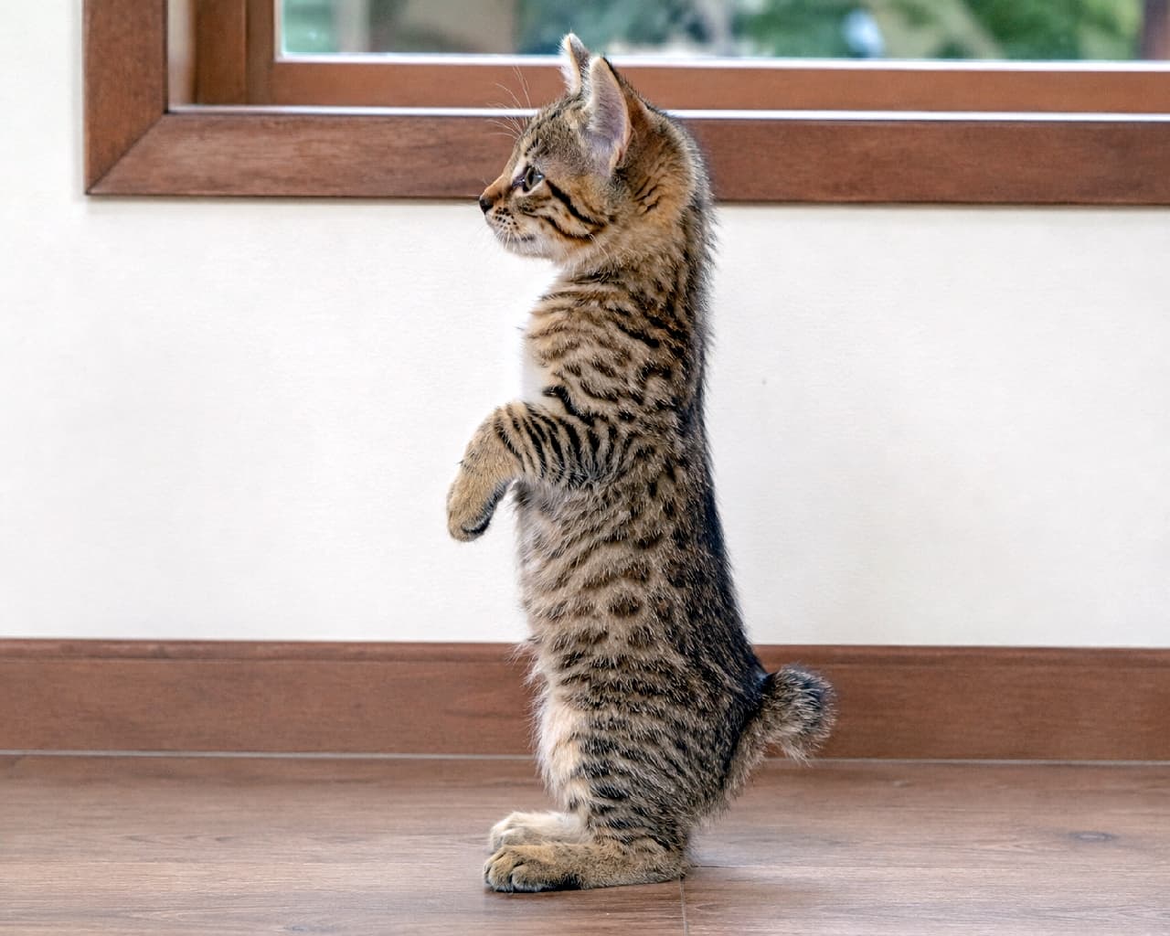 「ワイルド可愛いピクシーボブちゃん🐾短いしっぽと美しいタビー模様が完璧な横顔です✨ #ピクシーボブ #猫好き #美猫 #にゃんすたぐらむ #猫のいる暮らし #子猫 #猫好きさんと繋がりたい」Ultra-realistic high-quality photograph of a Pixie-bob kitten (classic tabby) with a characteristic short tail, standing in a perfect left-facing side profile. Showcasing detailed wild tabby fur texture, upright ears, and an alert expression, captured with soft indoor lighting on a wooden floor. 左を向いて真っ直ぐ立つピクシーボブ(クラシックタビー)の子猫の完璧な横顔。特徴的な短いしっぽ(ボブテイル)と、野生味あふれる濃淡の美しい渦巻き模様の被毛がリアルに描写されている。ピンと立った耳と賢そうな表情が、温かみのある木製フローリングと柔らかな室内光の中で引き立つ高解像度写真