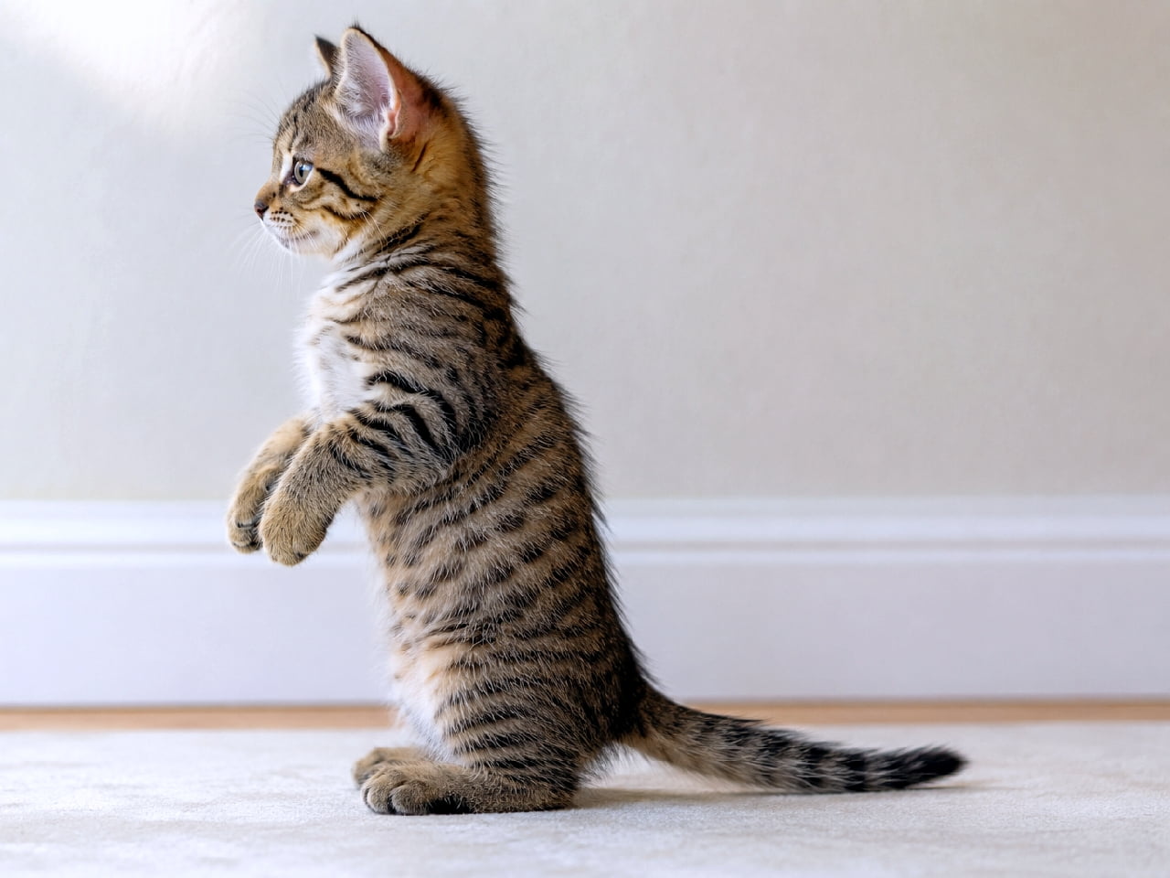 「なんて愛らしい立ち姿!ミーアキャットになりきった、キジトラ子猫ちゃんの真剣な表情にキュンです💕🐾 #キジトラ #ミーアキャット猫 #かわいい猫 #立ち猫 #癒やし #猫好き #美猫 #にゃんすたぐらむ #猫のいる暮らし #子猫 #猫好きさんと繋がりたい」An ultra-realistic high-quality photograph of an adorable domestic short-hair kitten with classic tabby markings, standing on its hind legs in a "meerkat" pose with front paws slightly raised, looking intently to the left in an exact 90-degree side profile. The detailed swirling fur pattern, large greenish eyes, and upright ears are in sharp focus. The simple indoor setting features a neutral wall, white baseboard, and a carpeted floor under soft light. Note: The kitten was intended as a Pixiebob, but features a standard length tail in this image. ミーアキャットのように後ろ脚で直立し、前脚を少し浮かせて真横(左)を真剣に見つめる、愛らしいクラシック・タビー(渦巻き模様のキジトラ)の子猫。柔らかな屋内照明の下、鮮明な被毛の質感、大きな緑がかった瞳、ピンと立った耳が描写されている。背景はニュートラルな壁と白い幅木、ベージュのカーペット。ピクシーボブを意図したが、画像では平均的な長さの尻尾が写っている
