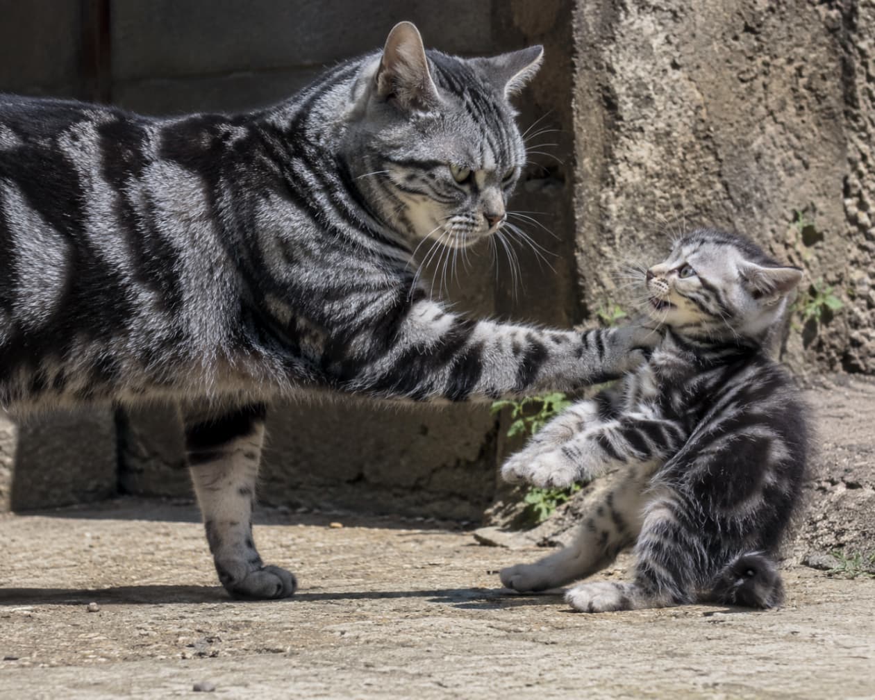 「ママの厳しいストップサイン…！前足で子猫を制止する、アメリカンショートヘアの愛ある試練です🥺🐈 #猫の生態 #自立の第一歩」Ultra-realistic high-quality photograph with a dynamic side-view angle. An American Shorthair mother cat with a silver classic tabby coat extends her front paw to strictly halt her kitten. The mother's cold glare is fixed intensely on the kitten, who is forced backward into a posture of absolute submissive fear, staring strictly back at the mother. Harsh natural sunlight casts deep shadows against a rustic concrete background, highlighting unsentimental wildlife behavior. Zero eye contact with the camera.　強い太陽光が照りつける屋外で、アメリカンショートヘアの母猫が左側から前足を力強く伸ばし、子猫の首元を物理的に制止している。シルバークラシックタビーの美しい被毛が光に映える中、母猫の冷徹な視線を受けた子猫は、恐怖と絶対的な服従から後ろへ仰け反り、必死に母猫を見つめ返している。背景の荒れたコンクリート壁と地面の深い影が、自然界の厳しい掟と親離れのシリアスなドラマを際立たせる。カメラへの視線は一切ない