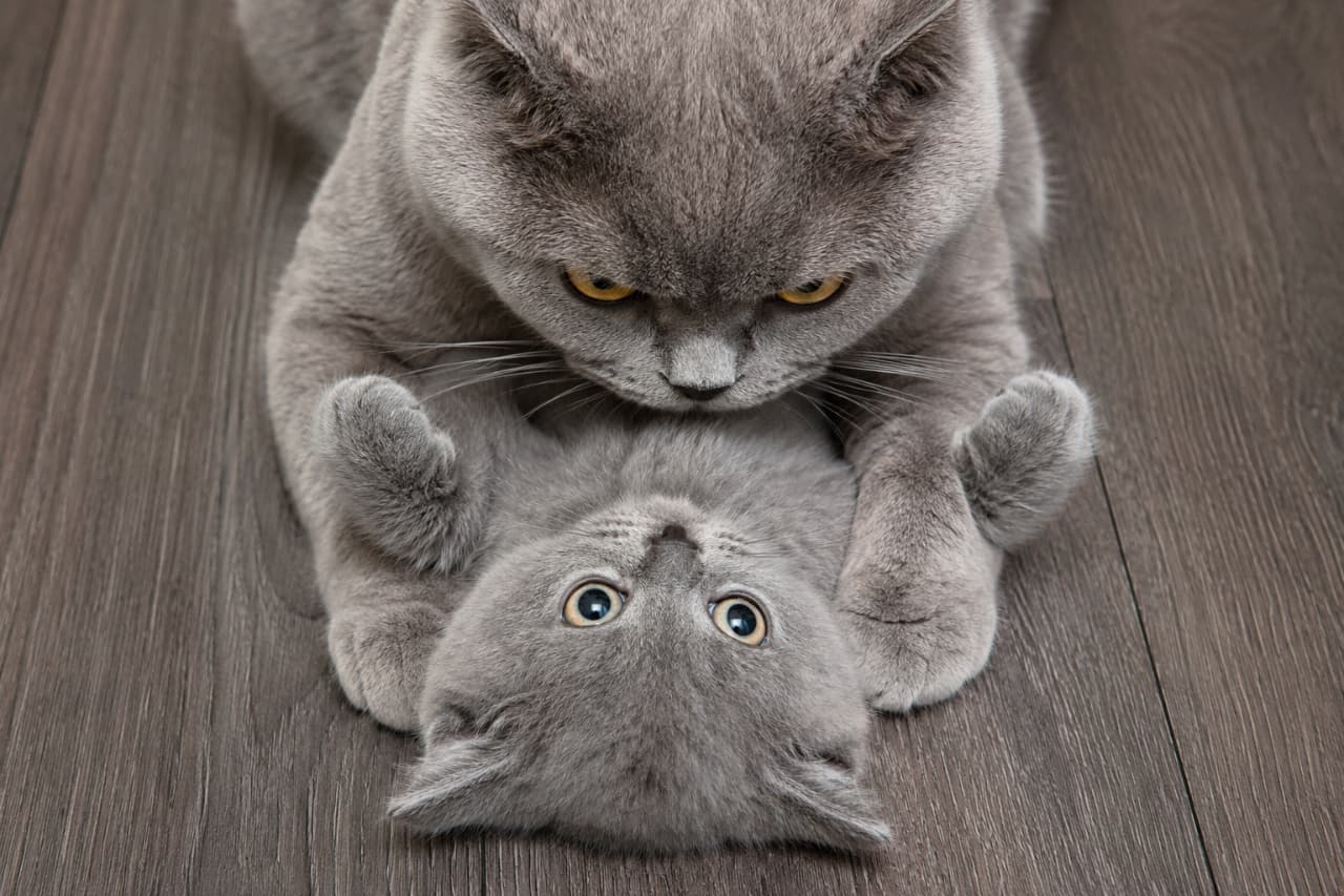 「遊びじゃない、野生の掟。仰向けの子猫と、冷徹に視線をロックする母猫の、緊迫した自立へのステップです🥺🐈✨ #猫の生態 #自立の第一歩」Ultra-realistic high-quality photograph, designed as a top-down close-up in grim realism. A British Shorthair mother cat, with a blue (gray) coat, completely pins her kitten to the dark wooden floor, her cold, narrowed gold eyes looking directly down into the kitten's eyes. The kitten lies submissively on its back, staring straight up at the mother's face with wide, overwhelmed yellow pupils. There is a complete lock of eye contact between the cats, ensuring zero awareness of the viewer. Dramatic indoor lighting emphasizes the tense texture of their fur and the rustic floor, highlighting non-anthropomorphic, stark survival behavior during the weaning process. 真上からのクローズアップで捉えた、ブリティッシュショートヘアのブルー（グレー）の親子のシリアスな対峙。画面上部の母猫は、冷徹で細められたアンバー（ゴールド）の瞳で、床に完全に押さえつけた子猫を見下ろしている。下部の子猫は服従の姿勢で仰向けになり、怯えから瞳孔を限界まで開いたイエローの瞳で、母猫の顔を真正面から見上げている。親子で完全に視線がロックされており、カメラへの意識はない。ドラマチックな室内照明が、無機質な暗い木目調の床と、二匹の被毛の緊迫した質感を際立たせている。自然界の厳しい生存本能と自立へのプロセスが感じられる描写