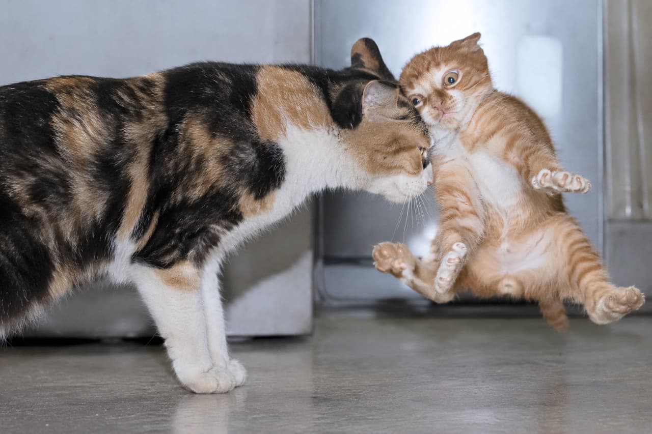 「甘えを断ち切る一撃！母猫の本能的なヘッドバンプが、子猫を宙に跳ね飛ばす瞬間を捉えた、厳しい現実感のあるフリーズフレーム🥺 #猫の親離れ #猫の本能」A stark, realistic action freeze-frame photo on a cold indoor floor. A calico mother cat delivers a harsh head bump to the side of a ginger-and-white kitten's head, capturing the instinctive act of rejecting dependency. The mother's stern eyes are fixed on the point of impact. The kitten is violently thrown off balance and is airborne, limbs splayed. Its eyes are wide in absolute genuine shock, staring blankly back at the mother's face. This is a realistic capture of a maternal instinct to enforce independence, with zero anthropomorphism. 冷たい屋内の床の上で繰り広げられる、厳しい現実感のあるアクションのフリーズフレーム。三毛猫の母猫が、茶トラの子猫の頭部に強烈なヘッドバンプ（頭突き）を浴びせ、甘えを断ち切る本能的な行動を捉えている。母猫の鋭く厳しい視線は衝撃点に固定されている。子猫は衝撃で宙に跳ね飛ばされ、四肢を広げて空中にある。子猫の目は純粋な驚愕で大きく見開かれ、母猫の顔をただ見つめている。これは暴力ではなく、自立を促すための冷酷な母性本能を描写した高画質写真。擬人化はない
