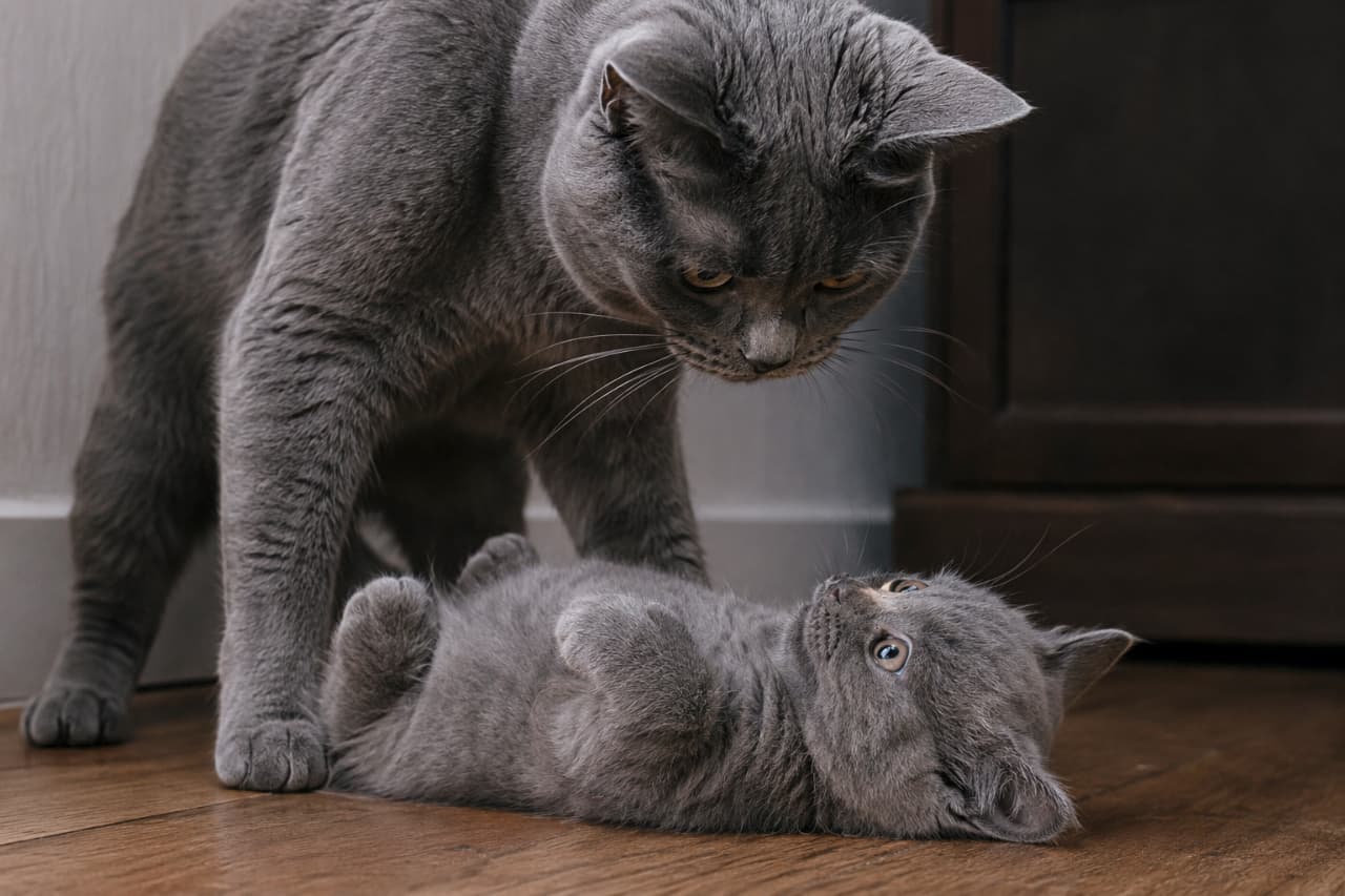 「遊びじゃない、本気の試練…！シャルトリュー母猫の威厳と、必死に服従する子猫の緊迫の瞬間です🥺🐈」Ultra-realistic high-quality photograph. A Chartreux mother fiercely looks down at a terrified, submissive kitten. The tension and beautiful gray coats are highlighted indoors. 薄暗い室内。威圧的に見下ろすシャルトリューの母猫と、仰向けで服従し怯えた瞳で見上げる子猫。美しいグレーの被毛と緊迫した空気が際立つ
