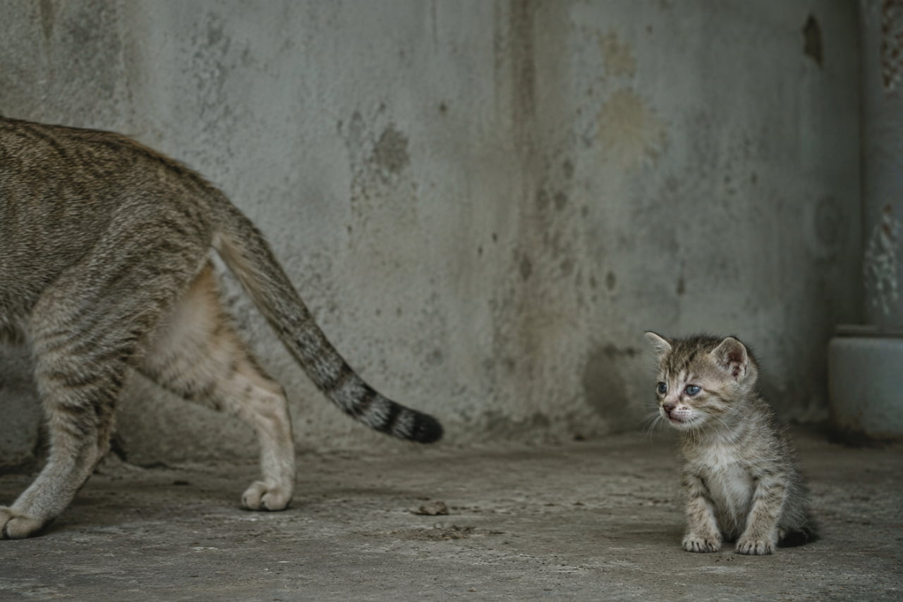 「離乳という名の、厳しくも愛ある試練。取り残されたキジトラ子猫の戸惑う姿に、思わず胸が締め付けられますね🥺🐈」Ultra-realistic high-quality photograph with a stark, unsentimental composition. A Domestic tabby mother cat is pulling away sharply on the left side to enforce weaning, showing only her hindquarters and tail as she moves out of frame. On the right, the rejected tabby kitten is left in profound physical confusion, sitting alone and staring blankly with an unfocused gaze at the empty space where the mother just was. The bleak, stained concrete background and cold lighting emphasize the isolation, with zero camera awareness from the subjects. 薄暗く染みのある無機質なコンクリートの背景の前で、離乳を促すために冷酷なまでに背を向けて画面左へと立ち去るキジトラの母猫と、ぽつんと取り残された小さな子猫。まだあどけなさの残る青灰色の瞳をした子猫は、母猫が直前までいたはずの空間を虚ろな目で見つめ、深い戸惑いと孤独の中でただ座り込んでいる。一切の感傷を排した硬質な光と構図が、独り立ちという自然界の厳しい現実を際立たせている