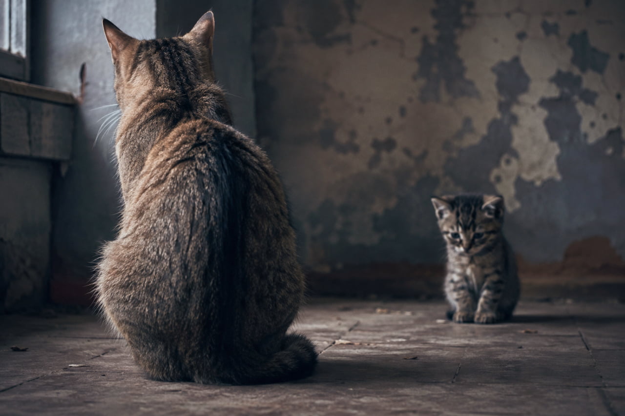 「「もう、一人で立ちなさい」。多くを語らない母の背中と、不安げに見つめる小さな瞳。自立への切ない一歩です。🐈 #猫のリアル #キジトラ #ドメスティックキャット #自立 #猫写真」Ultra-realistic high-quality photograph of a cinematic gloomy shot. A Domestic tabby mother cat sits with her back completely turned away from the kitten, facing towards a window in a dilapidated room with peeling textured walls and an old tiled floor. In the background, a small tabby kitten displays a slumped, submissive posture of total defeat, its deeply anxious gaze staring obsessively at the center of the mother's back. The scene conveys profound emotional distance and the harsh reality of independence, with zero camera awareness. 映画のような陰鬱でドラマチックな光景。ひび割れ剥がれ落ちた壁と古いタイル床の薄暗い室内で、キジトラ柄の母猫（ドメスティックキャット）が窓からの薄明かりを背に受け、子猫に完全に背を向けて座っている。奥には同じキジトラ柄の小さな子猫が、完全に敗北したような従順な姿勢でうつむき加減に座り、深く不安な眼差しで母猫の背中の中心をじっと見つめている。カメラへの意識が皆無な、親子の深い感情的距離と自立の厳しさを捉えたリアルな瞬間