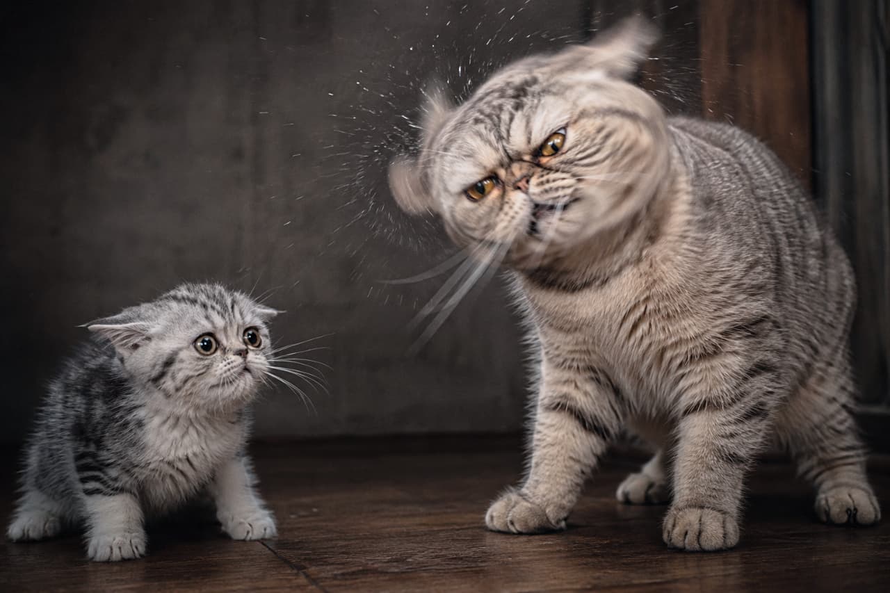 「ママ猫の鋭い首振りと水滴…！厳しい拒絶に子猫はショックで凍りついています🥺🐈 #自立の第一歩」Ultra-realistic high-quality photograph, high-shutter speed photography, captureing grim feral behavior. An Exotic Shorthair mother cat (right) executing a sharp, rejecting head shake with water drops frozen in the air, her piercing eyes glaring angrily at the kitten. The tabby Exotic Shorthair kitten (left) is frozen stiff, ears pulled completely flat sideways (airplane ears), pupils heavily dilated, locked entirely onto the mother's eyes in psychological shock. Somber shadows and a dark, rustic background wall emphasize the serious atmosphere. No camera eye contact. 薄暗い室内の木製の床の上で、エキゾチックショートヘアの母猫（右）が、高速シャッターにより飛び散る水滴が空中に止まった瞬間を捉えた鋭い首振り行動をしながら、貫くような怒りの目で子猫を睨んでいる。左側のキジトラ模様の子猫は、恐怖で耳を完全に横に平らにし（飛行機耳）、瞳孔を限界まで開いて、母猫の目に精神的ショックを受けたように釘付けになり、凍りついている。背景の暗いコンクリート壁と影が、自立を促す厳しいドラマを際立たせている。カメラへの視線はない