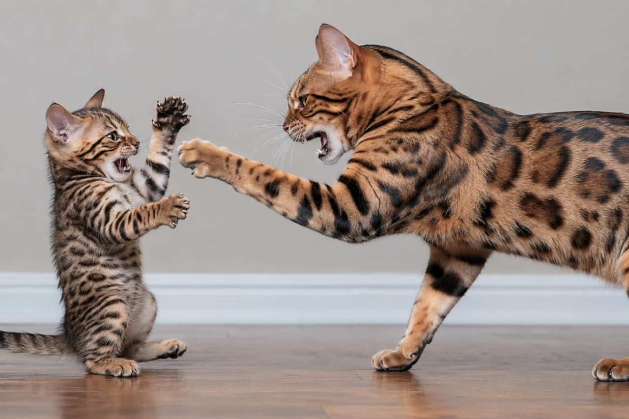 「バチバチの対決⚡️ベンガル親子の本気のぶつかり合い！子猫も負けじと応戦中🔥🐾 #ベンガル猫 #猫パンチ」Ultra-realistic high-quality photograph capturing a pure profile view of a severe skirmish between two Bengal cats on a wooden floor. The mother executes a forceful paw strike while the kitten raises its paws defensively and glares aggressively straight back. 室内のフローリングで繰り広げられるベンガル猫親子の激しい対立。美しいロゼット模様を持つ母猫が強烈な猫パンチを繰り出し冷酷に睨みつけるのに対し、子猫は前足を上げて防御しながらも好戦的に睨み返しています。真横からの純粋なアングルで、火花散るアイコンタクトを捉えた超高画質写真