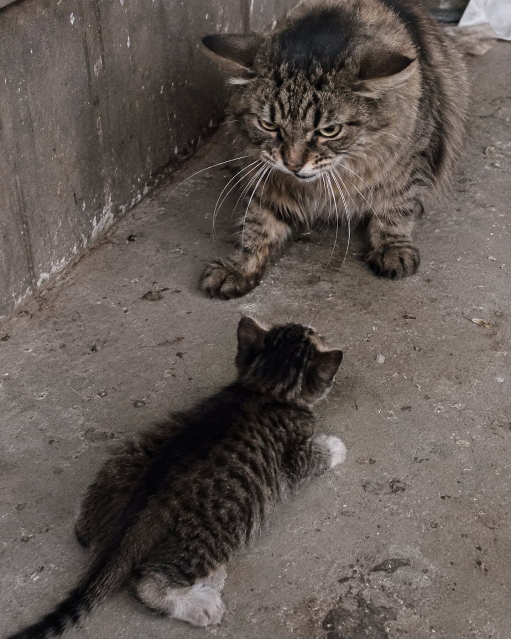「遊びじゃない、野生の掟。メインクーン母猫の厳しい視線に、子猫は身をすくめて耐えています🥺🐈 #猫の生態 #自立の第一歩」Ultra-realistic high-quality photograph capturing the strict face-off between Maine Coon cats from a high-angle perspective, focusing on the kitten's POV. The upper part features the Maine Coon mother cat with a long brown tabby coat, sitting tensely with flattened airplane ears, glaring aggressively down at her kitten. She embodies non-anthropomorphic, stark survival behavior to enforce weaning. The lower part shows the tiny brown tabby kitten with white paws, cowering in deep dread, pressing its belly flat against the rustic concrete ground and looking up exclusively at the mother. The dim, tense atmosphere is emphasized by the inorganic wall and old floor. Zero camera eye contact. ハイアングルから捉えた、薄暗く無機質なコンクリートの上でのメインクーン親子の対峙。画面上部には険しい表情で耳を完全に横に伏せ（飛行機耳）、攻撃的に子猫を見下ろすブラウンタビーの長毛種メインクーンの母猫。全身に緊張感を漂わせ、自立を促す厳しい野生の掟を体現している。画面下部には、恐怖から地面に腹を完全に平らに押し付け（身をすくめ）、怯えた瞳で母猫だけを見上げる小さなキジトラの子猫。前足が白く、そのあどけなさが際立つ。背景は古びた壁とコンクリートの床で、自然界の厳しい生存本能と緊張感が伝わる描写。カメラへの視線はない