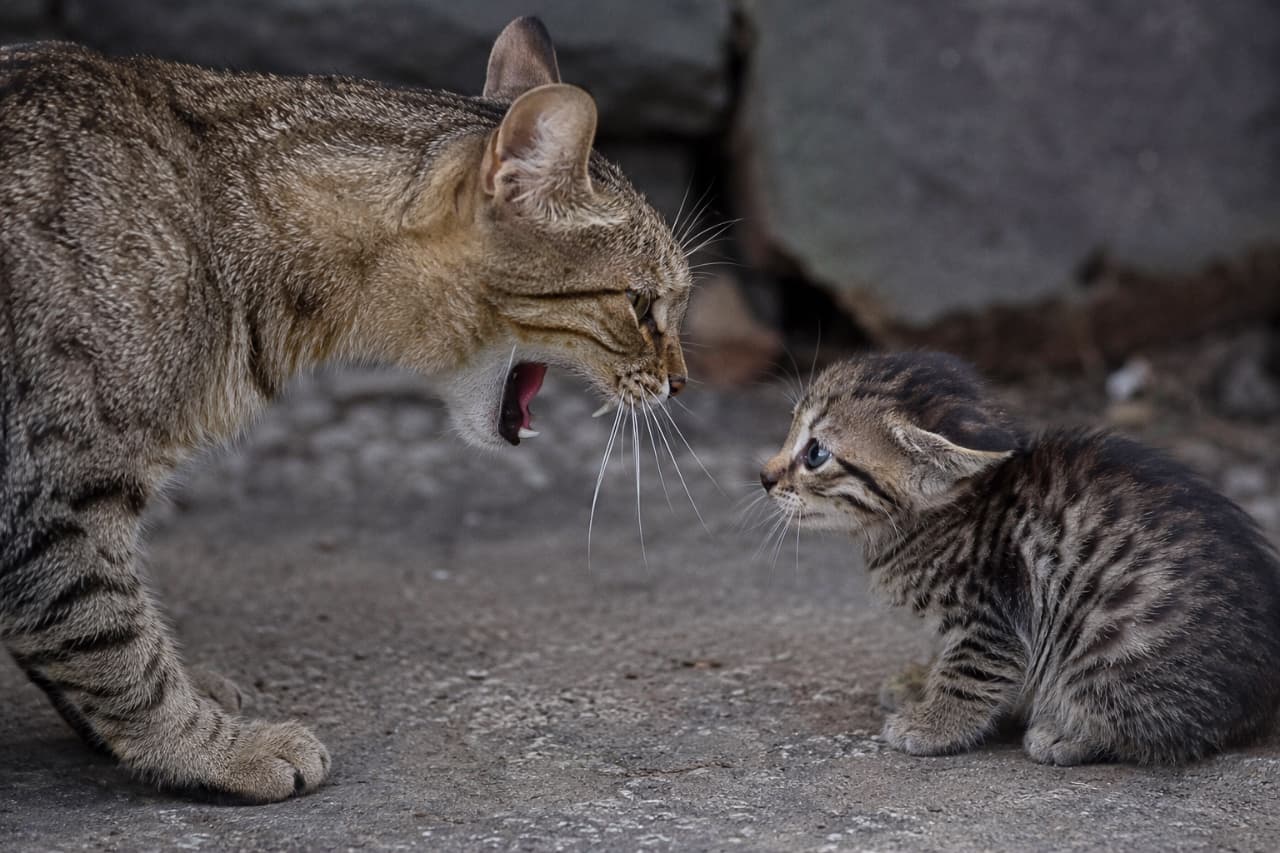 「ママ猫の鋭い威嚇に、子猫は完全に凍りついています…。野生の掟は厳しい🥺🐈 #猫の自立 #野生の掟」Ultra-realistic high-quality photograph, designed in a strict wildlife documentary style. A Domestic Shorthair mother cat (left) is captured in a pure profile shot, fiercely vocalizing a sharp warning, her piercing eyes locked exclusively on her kitten to the right. The brown tabby kitten is paralyzed in feral dread, its ears pinned completely flat (airplane ears), staring strictly back into the mother's eyes. Both subjects strictly ignore the camera, ensuring zero eye contact with the viewer. The setting is grim, unsentimental realism with somber lighting on a rough concrete floor and a rustic stone and concrete wall. まるで野生動物ドキュメンタリーの一場面。暗い荒野（のような場所）のコンクリートの床の上で、キジトラのDomestic Shorthairの母猫（左）が、純粋な横顔で口を大きく開けて鋭く威嚇の声を上げている。彼女の厳しい目は、右側に座り込んでいる小さな子猫だけに向けられている。子猫は恐怖と服従の姿勢で完全に凍りつき、母猫の目をじっと見返している。両者ともカメラや視聴者には一切目線を向けず、シーンの緊張感だけが伝わってくる。背景は荒れた石畳とコンクリートの暗い壁。憂鬱な光が、自然界の掟を冷徹に描き出している