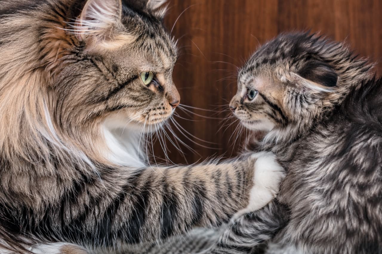 「「ここは通さないにゃ！」🐾母猫の強烈なストップにも負けず、グイグイ押し通ろうとする子猫の意地🔥バチバチの睨み合いから目が離せない #ノルウェージャンフォレストキャット #猫の反抗期」Ultra-realistic extreme close-up photograph capturing a stark wildlife reality. A fluffy Norwegian Forest Cat mother firmly pushes her paw into her kitten's chest to stop it, her intimidating stare boring directly into its eyes. The kitten arches defensively with flat ears, stubbornly trying to push through and fiercely staring right back. Symmetrical unbroken eye contact against a dark wood background, with clear, sharp focus. ダークウッドの背景の前で繰り広げられる、ノルウェージャンフォレストキャット親子の緊迫したやり取り。豊かな飾り毛を持つ母猫が、前足を子猫の胸にしっかりと押し当てて前進を制止し、威圧的な鋭い視線で睨みつけています。対する子猫は耳を伏せて背中を丸め、無理やり押し通ろうと意地を張りながら、母猫を強烈に睨み返しています。野生の厳しさと、親子の火花散るシンメトリーなアイコンタクトを捉えた、シャープで超高画質なクローズアップ写真