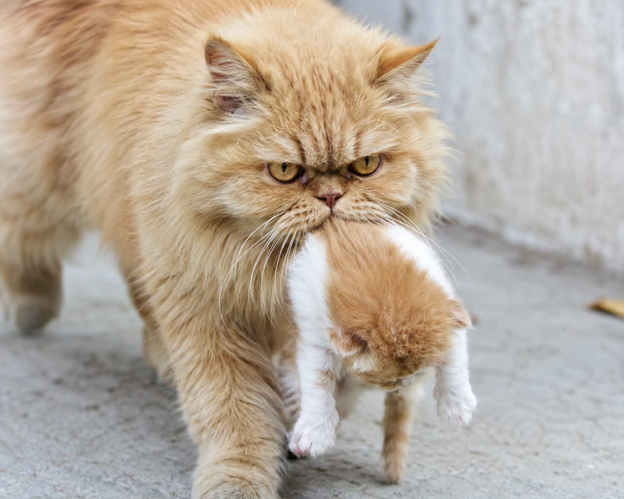 「ママの真剣な横顔…！ペルシャ母猫の、愛ある厳格な自立へのレッスンです🥺🐈 #ペルシャ猫 #自立 #猫の生態」Ultra-realistic high-quality photograph, capturing a raw wildlife-style close-up of a Persian cat mother and her kitten on a rustic concrete floor. The creamy long-haired mother firmly holds her creamy and white bicolour kitten by the scruff, her serious eyes locked straight ahead on her destination. The kitten is entirely stiffened in distress, head angled downward, deliberately looking strictly at the ground to actively avoid eye contact with the mother. Natural light beautifully renders the distinct Persian facial features and fur texture under the raw environment. No camera awareness. High-definition. まるで野生動物ドキュメンタリーのような、無機質なコンクリートの床を歩くペルシャ親子のクローズアップ写真。クリーム色の豊かな長毛を持つ母猫が、クリームとホワイトのバイカラーの子猫の首（スクラフ）を口でしっかりと咥え、目的地を見据えて真剣な表情で歩いている。咥えられた子猫は体が完全にこわばり、頭を深く下げ、母猫と目を合わせないように故意に地面をじっと見つめている。自然光の下、ペルシャ猫特有の扁平な顔立ちと被毛の質感が鮮明に描写されている。カメラへの視線はない