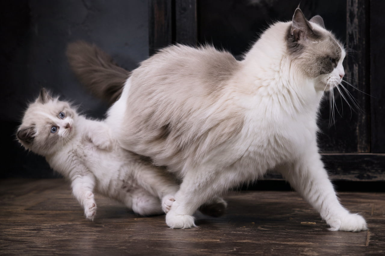「「ママ、待ってにゃ…！」😿突き放されてびっくりする子猫の青い瞳が切なすぎる🥺 #長毛猫 #ラグドール」Ultra-realistic high-quality photograph of a stunning fluffy Ragdoll mother cat walking away coldly, leaving her startled long-haired kitten falling backwards with wide blue eyes on a dark wooden floor. ダークウッドの床とアンティーク調の暗い背景の中、豊かな長毛を持つラグドール風の母猫が冷たい表情で歩き去ろうとする瞬間。取り残されたふわふわの子猫はバランスを崩して後ろに倒れ込みながら、驚いたような青い瞳で母猫を見つめている、切なくも美しい高画質写真
