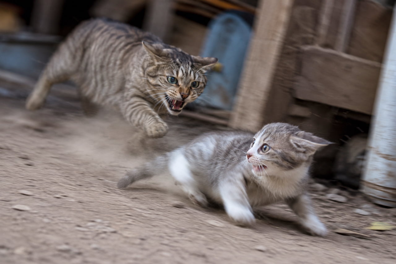 「全力ダッシュで逃げろ〜！💨厳しいママのスパルタ教育にタジタジな子猫ちゃん #猫部 #躍動感」Ultra-realistic high-quality photograph showing a dynamic action scene where a fierce brown tabby mother cat aggressively chases a surprised silver tabby-and-white kitten, kicking up dust on a dirt ground outdoors. 屋外の土の上で、キジトラの母猫が低姿勢で牙を見せながら猛烈なスピードで追いかけ、サバ白の子猫が驚いた表情で必死に逃げる躍動感あふれるシーン。土煙が舞い上がるダイナミックな構図で、野生の本能と厳しい自立の教えを表現した超高画質な写真