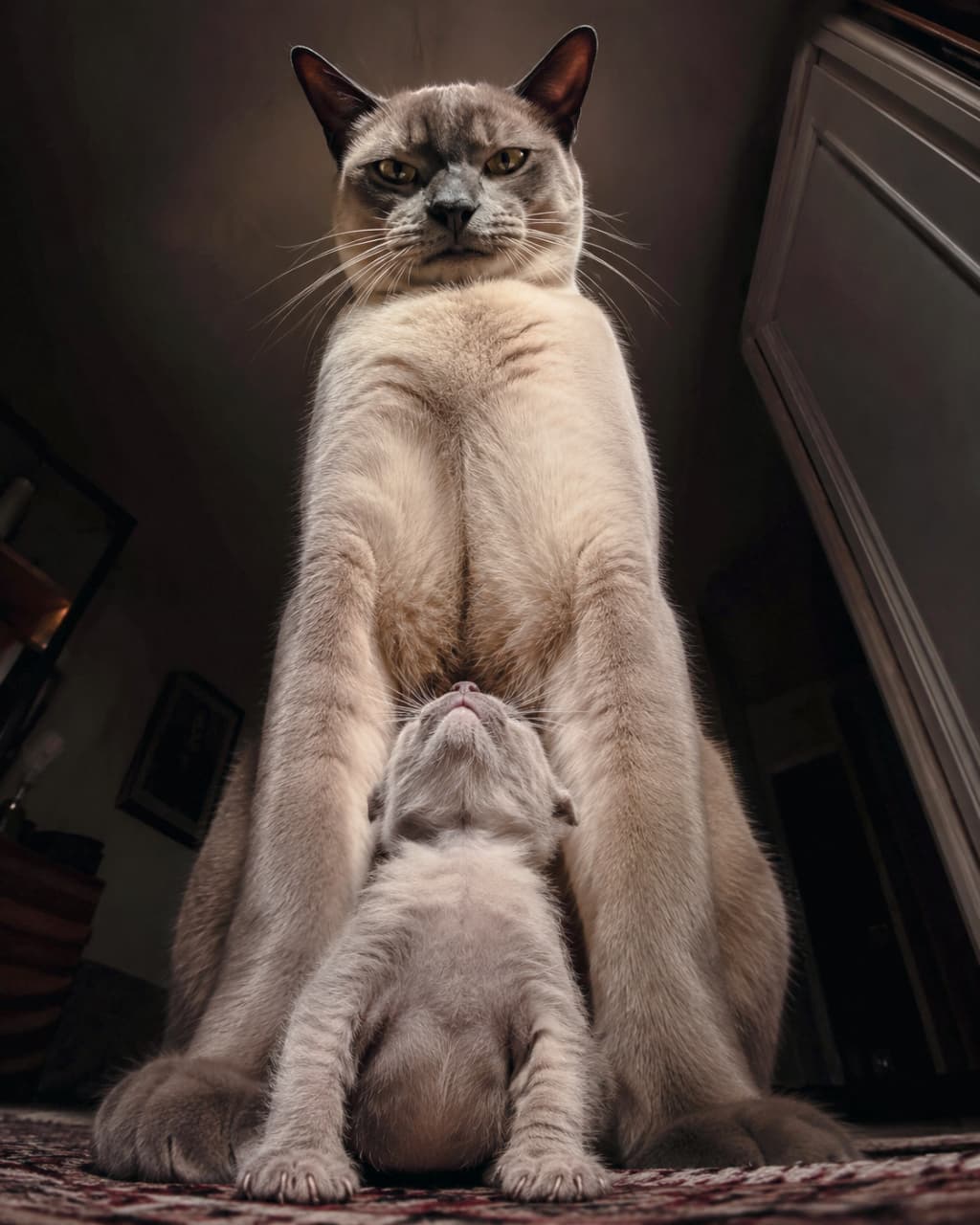 「そびえ立つ母の壁。自然界を生き抜く厳しさと、それを見上げる小さな畏怖の眼差し。息をのむような緊迫の瞬間です🐈 #猫の生態 #トンキニーズ #親子の絆 #シリアス #ドラマチック」Ultra-realistic high-quality photograph with an extreme low angle looking up, creating an exaggerated size difference. A Tonkinese mother cat stands tall like a wall, looking straight down over her nose at the crouching kitten. The completely frozen kitten below tilts its head back extremely far to stare directly up into the mother's eyes with profound feral awe. Captured in severe dramatic lighting with a dark, moody background. 極端なローアングルから見上げる構図。トンキニーズの母猫が壁のように真っ直ぐ立ち塞がり、鼻先越しに真下の子猫を厳しい眼差しで見下ろしている。その足元で完全にすくみ上がった子猫は、頭を大きくのけぞらせて野生的な畏怖を抱きながら母猫の目をじっと見上げている。陰影の深いドラマチックなライティングが親子を照らし、背後は暗がりに包まれている