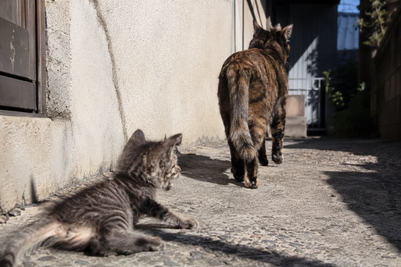 「「ママ、行かないでにゃ〜！」😿振り返らずに歩き去るサビ猫ママの背中が、厳しくも愛に溢れてる🐾 #猫の親離れ #路地裏の猫」Ultra-realistic high-quality photograph of a touching scene in a sunlit alleyway, where a tortoiseshell mother cat walks away to encourage independence, leaving behind a small brown tabby kitten lying on the concrete ground and meowing after her. コンクリートの壁に囲まれた路地裏に差し込む強い日差しの中、美しい被毛のサビ猫の母猫が背を向けて静かに歩き去るシーン。地面に取り残されたキジトラの子猫は寝そべったまま、遠ざかる母猫に向かって切なげに口を開けて鳴いている、自立への第一歩を描いた情感豊かな高画質写真