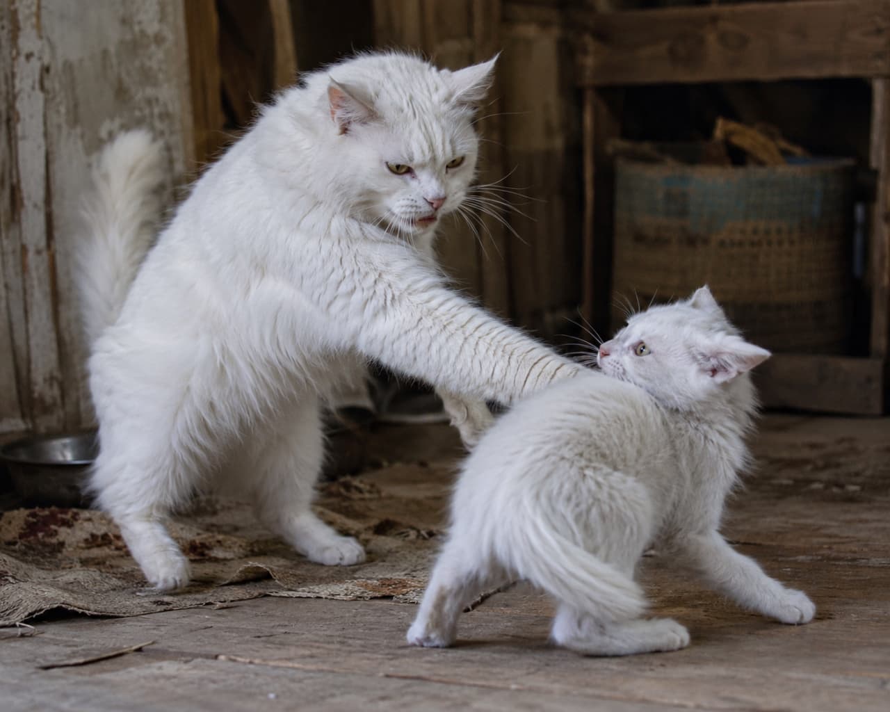 「甘えは終わり」。生き抜く力を授ける母の背中と、戸惑う小さな命。これが猫の世界の「愛」です🐈 #猫のリアル #親子 #ターキッシュアンゴラ #自立 #猫写真」Ultra-realistic high-quality photograph from image_0.png showing a long-haired, all-white Turkish Angora mother cat aggressively pushing her kitten away with her body, standing on her hind legs. The kitten, stumbly and with tail tucked, twists its head back, staring into the mother's stern face with feral apprehension. The setting is a rustic interior with worn wooden floor, woven basket, and metallic bowl, illuminated by natural light. 素朴な木の床の上で、純白で長毛のターキッシュアンゴラの母猫が後肢で立ち、厳しい表情で前肢を使い子猫を押し出している。子猫はよろけながら首を振り返り、母猫の顔を野性的な不安をたたえた目で見つめている。背景には古びた編みかごや金属ボウルがあり、自然光が差し込む