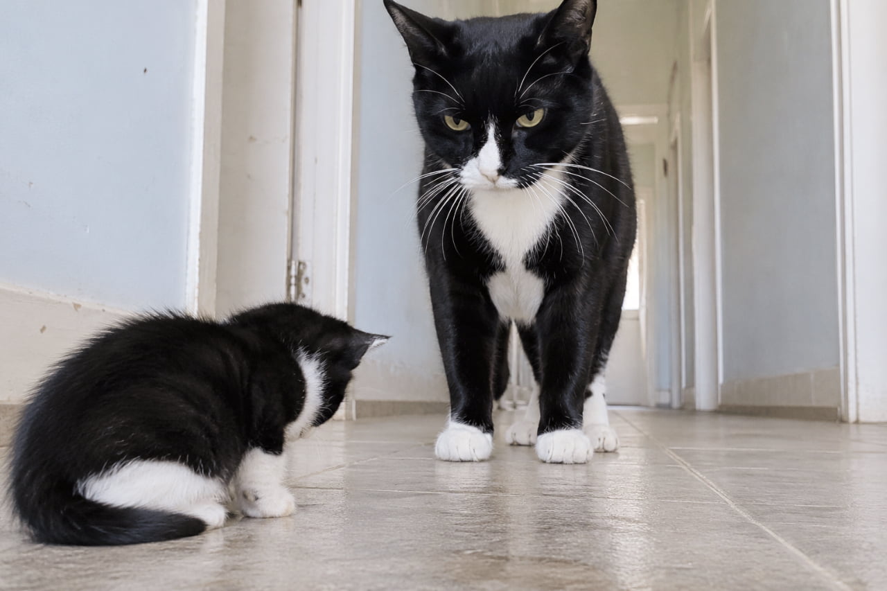 「「もう甘えちゃダメにゃ」🐈‍⬛🐾母猫の冷たくも優しい視線にドキッとする瞬間…！ #ハチワレ猫 #猫の成長」Ultra-realistic high-quality photograph capturing a tense, quiet moment of communication in a bright hallway, where a majestic tuxedo mother cat stands and sternly looks down at her small tuxedo kitten. 明るい室内の廊下で、美しい黒白のハチワレの母猫が威厳を持って立ち、足元にいる同じくハチワレの子猫を厳しい視線で見下ろす様子。子猫は背中を丸めて見上げており、母から子へ自立を促す静かで緊張感のあるコミュニケーションの瞬間を捉えた高画質写真
