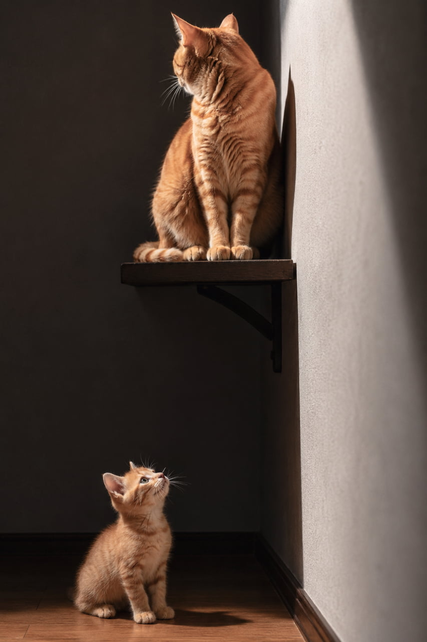 「「一人で立ちなさい」高い棚の上からあえて背を向ける母猫と、その顔を切実に見上げる小さな命。突き放すこともまた、生き抜く力を与えるための深い愛情です🐈 #茶トラ #猫の自立 #親子の絆 #シリアス #猫写真」Vertical composition showing height difference. An Orange Tabby mother cat perched high on a shelf, deliberately turning her head toward the opposite wall to completely ignore the kitten. The mother's left ear and right ear are clearly visible, fully formed, intact, unobstructed, naturally positioned, and entirely within the frame. Below, the tiny kitten looks strictly upward, its desperate, pleading gaze fixed perfectly on the mother's face. The kitten's left ear and right ear are clearly visible, fully formed, intact, unobstructed, naturally positioned, and entirely within the frame. High contrast lighting. 高低差を示す縦長構図。暗い部屋の中で、高い木の棚に座る茶トラの母猫が、あえて反対の壁側を向いて子猫を完全に無視している。母猫の左耳と右耳ははっきりと見え、完全に形成され、無傷で、遮るものがなく、自然な位置にあり、完全にフレーム内に収まっている。下では、小さな茶トラの子猫が真上を向き、切実で懇願するような眼差しを母猫の顔に完璧に向けている。子猫の左耳と右耳もはっきりと見え、完全に形成され、無傷で、遮るものがなく、自然な位置にあり、完全にフレーム内に収まっている。ハイコントラストな照明