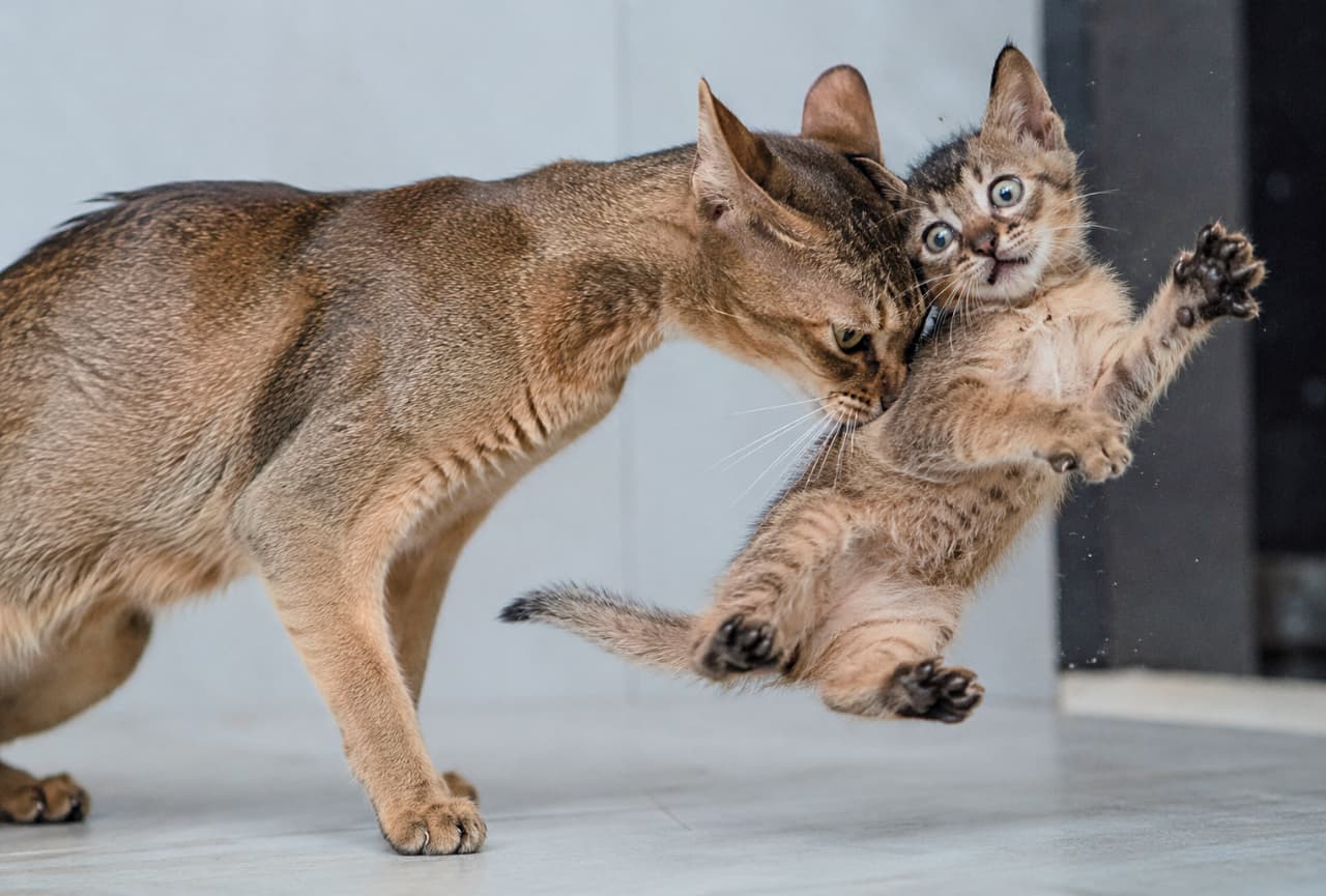 「衝撃の空中浮遊を見せる子猫ちゃんのガチすぎる驚き顔に視線釘付け😂💥 #猫のいる暮らし #アビシニアン #猫のしつけ」An ultra-realistic high-quality photograph captures a dynamic action freeze-frame of a short-haired Abyssinian mother cat delivering a harsh head bump to her kitten in a cold indoor setting. The mother cat, with a well-toned body and beautiful ruddy ticked coat, fixes her stern eyes on the impact point. The kitten is thrown completely mid-air, eyes wide open in absolute genuine shock, staring back blankly at its mother's face against a neutral gray tiled wall and floor. 冷たいグレーの屋内タイルを背景に、短毛種アビシニアンの母猫が子猫に激しい頭突きを見せる瞬間を捉えた超リアルな写真。母猫は引き締まった体躯とルドディの美しい被毛を持ち、真剣な眼差しを衝突点に向けている。衝撃で空中に完全に放り出された子猫は、大きな目を見開いて本気の驚愕の表情で母猫を見つめ返しており、野生のリアリズムが豊かに描写されている