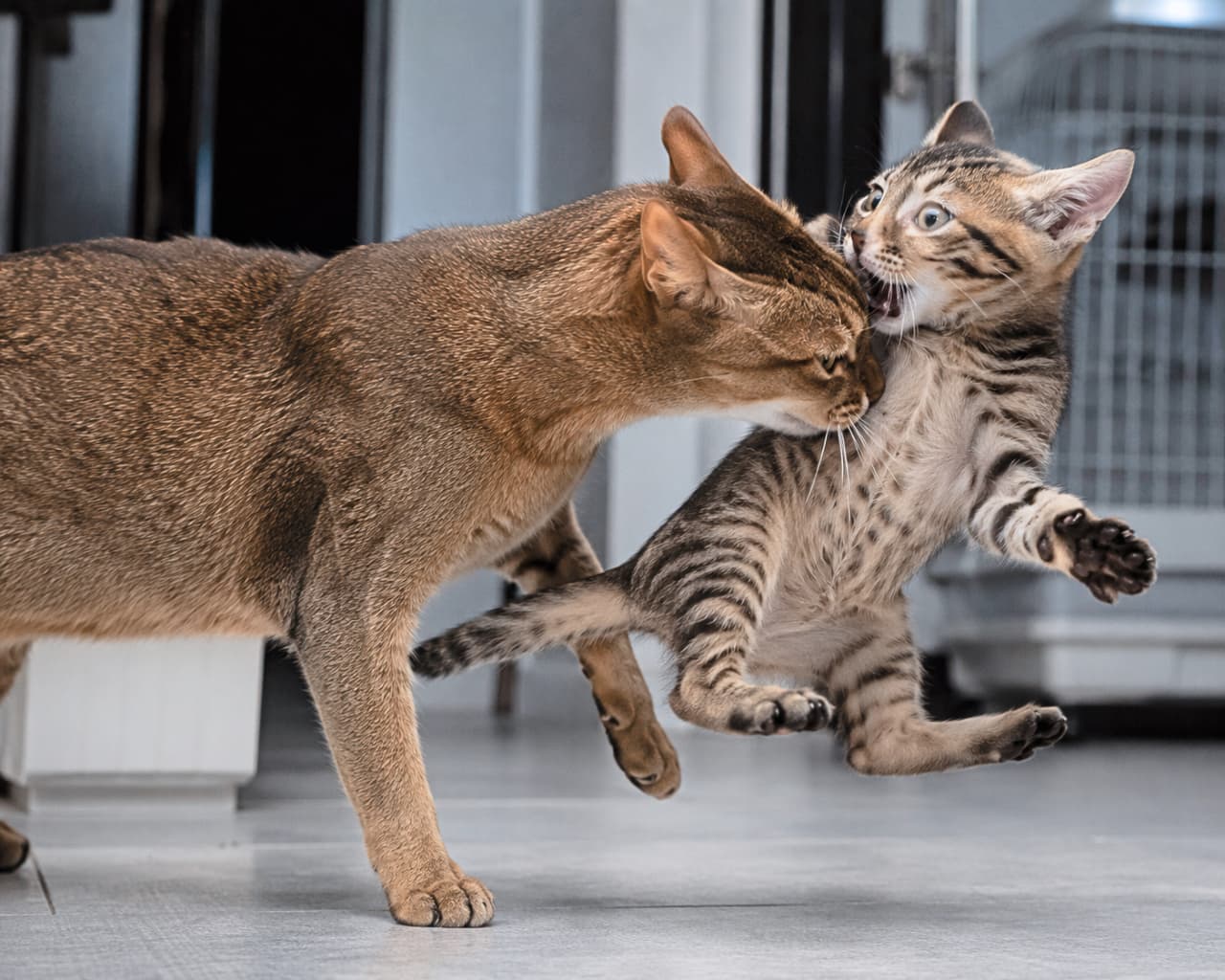 「躍動感MAX！🚀ママの愛ある指導に、子猫ちゃんも思わず宙を舞う！😽💦 #アビシニアン #ベンガル」Ultra-realistic high-quality photograph of a touching scene in a sunlit alleyway, where a tortoiseshell mother cat walks away to encourage independence, leaving behind a small brown tabby kitten lying on the concrete ground and meowing after her. コンクリートの壁に囲まれた路地裏に差し込む強い日差しの中、美しい被毛のサビ猫の母猫が背を向けて静かに歩き去るシーン。地面に取り残されたキジトラの子猫は寝そべったまま、遠ざかる母猫に向かって切なげに口を開けて鳴いている、自立への第一歩を描いた情感豊かな高画質写真
