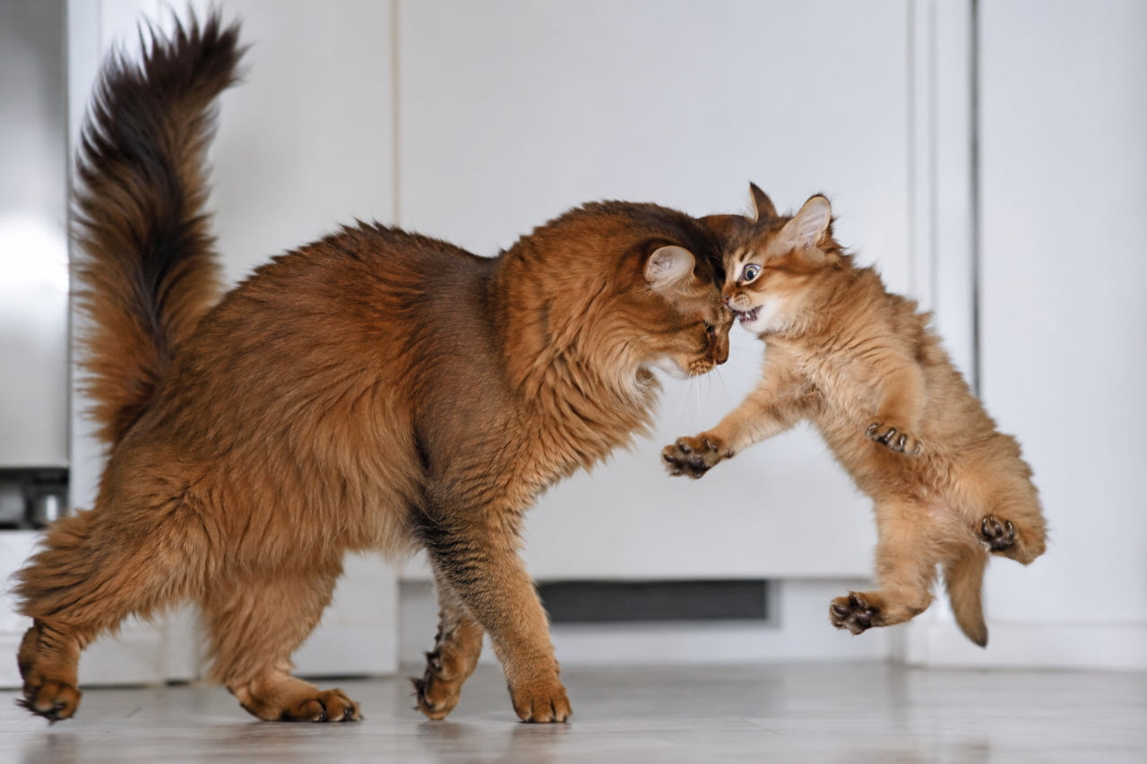 「親の愛は時に激しい⁉️💥 宙を舞うソマリの子猫の表情と、親猫のブレない体幹から目が離せません😹🐾 #ソマリ #猫アクション #猫のいる暮らし」Ultra-realistic high-quality photograph capturing a dynamic freeze-frame of a long-haired Somali mother cat with a rich ruddy coat and bushy tail delivering a harsh head bump to her kitten. The kitten is violently thrown off balance mid-air, paws outstretched, showing a genuine expression of shock. The cold, minimalist white indoor setting emphasizes the intense action. 豊かなルディ（赤褐色）の長毛とふさふさの立派な尻尾を持つソマリの親猫が、子猫に対して強烈な頭突き（ヘッドバンプ）をしている瞬間の超リアルな写真。子猫は衝撃で空中に跳ね飛ばされ、短い手足を広げながら、驚きと反発が入り混じったような表情で親猫を見つめ返している。背景は無機質で冷たい印象の白いキャビネットや壁で構成されており、親子の激しい躍動感をより一層際立たせている