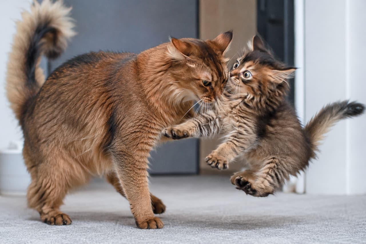 「自立を迫る厳しい母性。ソマリの母猫が子猫に放つ、情け容赦ない突き放しの瞬間 #ソマリ #決定的瞬間」Ultra-realistic high-quality action shot of a Somali mother cat head-bumping her kitten on a gray carpet. The fluffy kitten floats mid-air with wide, shocked eyes and outstretched paws. Grim realism capturing authentic feline behavior. グレーの絨毯の上で、尾を立てたソマリの母猫が子猫に激しい頭突きを仕掛ける場面。衝撃で宙を舞う子猫は、驚きで目を見開き両手を前に突き出しています。質感豊かな被毛と冷たい室内の陰影が、リアルな緊張感を生む高画質な描写