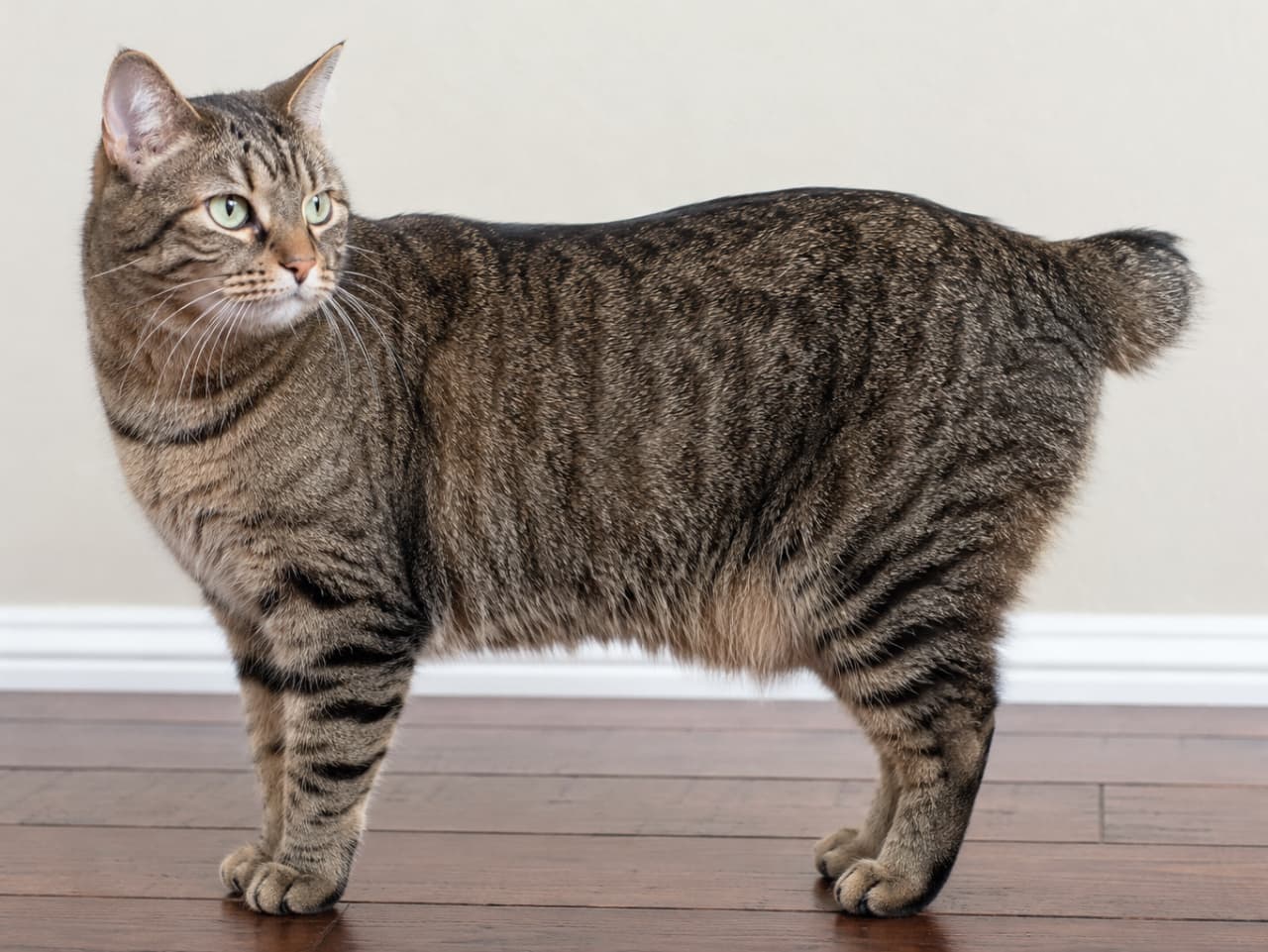 「短いしっぽがチャームポイント🐾 振り返る横顔がワイルドでカッコいいアメリカンボブテイルです✨ #キジトラ #アメリカンボブテイル」Ultra-realistic high-quality photograph of a brown tabby American Bobtail cat standing sideways indoors. It features a sturdy build, distinct tabby markings, and the breed's characteristic short, pom-pom-like tail. The cat is looking back over its left shoulder with pale green eyes. The dark brown wooden floor and simple beige wall emphasize its wild yet calm presence. 室内で横向きに立つアメリカンボブテイル。美しいブラウンのタビー(キジトラ)模様と、がっしりとした骨格、そして品種最大の特徴であるポンポンのような短い尻尾が確認できる。顔を左後方に向け、淡いグリーンの瞳で何かを警戒するかのように見つめている。ダークブラウンのフローリングとシンプルなベージュの壁が、野生的な魅力を引き立てている