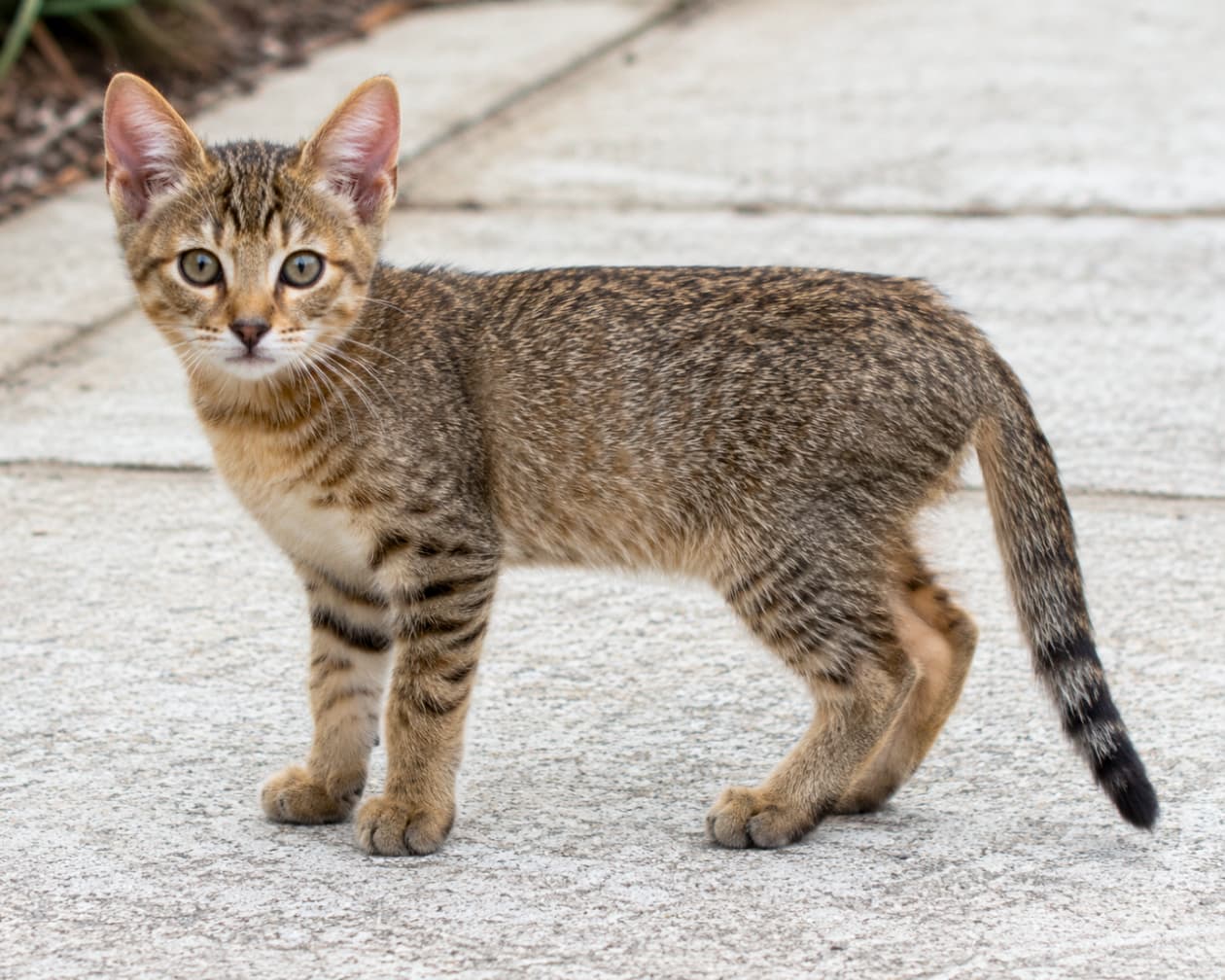 「野生の血を引く小さなハンター🐆✨ すらっとした足と大きな耳がとってもクールなショーシーの子猫です! #ショーシー #猫のいる暮らし」Ultra-realistic high-quality photograph of a Chausie kitten standing on an outdoor stone pavement. It features a wild-looking brown ticked tabby coat, long slender legs, and large ears, reflecting its Jungle Cat heritage. Tilting its head slightly, it gazes at the camera with large almond-shaped eyes. The blurred green foliage in the background and bright natural sunlight beautifully illuminate its glossy fur. 屋外の石畳の上に立つショーシーの子猫。野性味を感じさせるブラウンのティックドタビーの被毛、すらりとした長い足、そして大きめの耳がジャングルキャットの血筋を感じさせる。カメラに向かって少し首を傾げ、アーモンド型の大きな瞳で興味深そうに見つめている。背景には自然な緑がぼやけて映り、屋外の明るい自然光が被毛を艶やかに照らしている