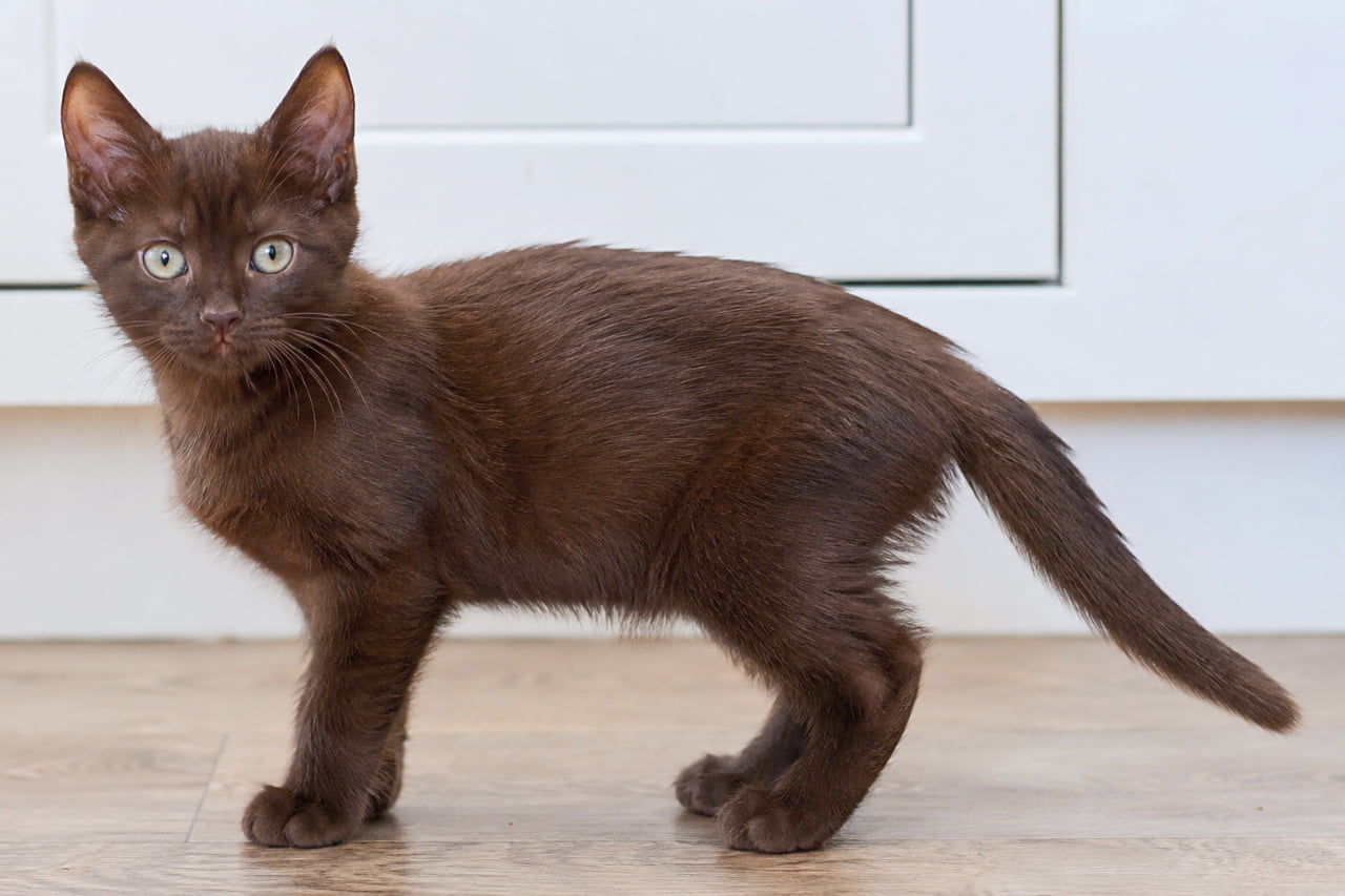 「「なになに?遊んでくれるの?」と見つめるハバナブラウンの子猫🤎 くりくりの瞳に癒されますね🍼✨」Ultra-realistic high-quality photograph of a curious Havana Brown kitten standing on a wooden floor against a white cabinet, looking directly at the camera. The kitten has an innocent round face and bright green eyes. The soft texture of its fluffy chocolate-brown coat is beautifully captured by the gentle indoor lighting. 白いキャビネットと木目の床を背景に、こちらを興味深そうに見つめるハバナブラウンの子猫。あどけなさの残る丸い顔立ちに、明るいグリーンの瞳が印象的です。ふんわりとしたチョコレートブラウンの被毛の柔らかい質感が、室内の柔らかな光によって克明に描き出された、高品質でリアルな写真