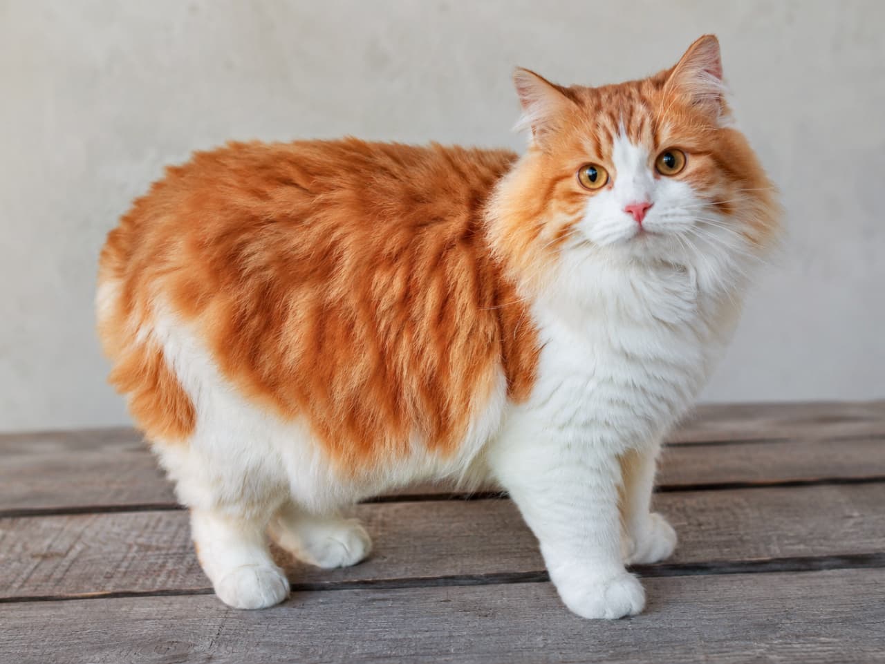 「もふもふのお尻がたまらないっ🍑💕丸っこいシルエットが愛らしすぎるキムリックちゃんです🐈✨」Ultra-realistic high-quality photograph of a fluffy orange and white bicolored Cymric cat standing on a rustic wooden table. The cat features a characteristic tailless or short-tailed round hindquarter, gazing at the camera with clear amber eyes under soft natural lighting against a minimalist gray background. ふんわりとした豊かな長毛が魅力的な、茶色と白のバイカラーを持つキムリックの全身写真。短い尻尾と丸みを帯びた後ろ姿が特徴的で、素朴な木製の台の上にしっかりと立ち、澄んだ琥珀色の瞳でこちらを見つめている。柔らかい自然光が被毛のツヤを引き立て、グレーのシンプルな背景が猫の存在感を際立たせている