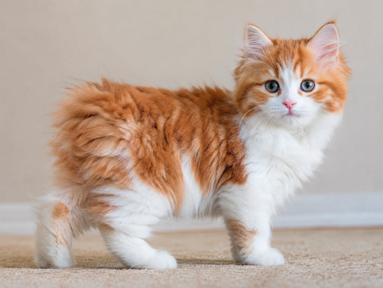「この短いおててとまん丸なお尻がたまらない🥺💕ずっと見ていたいキムリックの子猫ちゃん🍊✨」Ultra-realistic high-quality photograph of an adorable orange and white Cymric kitten standing on a beige carpet. The kitten showcases its cute short legs and distinct fluffy, short-tailed hindquarters. It gazes at the camera with large round eyes and an innocent expression, perfectly captured under soft lighting. ベージュのカーペットの上に立つ、茶色と白の被毛を持つキムリックの子猫。短めの脚と、ふわふわの丸いお尻(短い尻尾)が非常に愛らしい。少し首を傾げるようにして真ん丸な瞳でこちらを見つめており、柔らかい光が子猫のあどけない表情と柔らかな毛の質感を完璧に捉えている