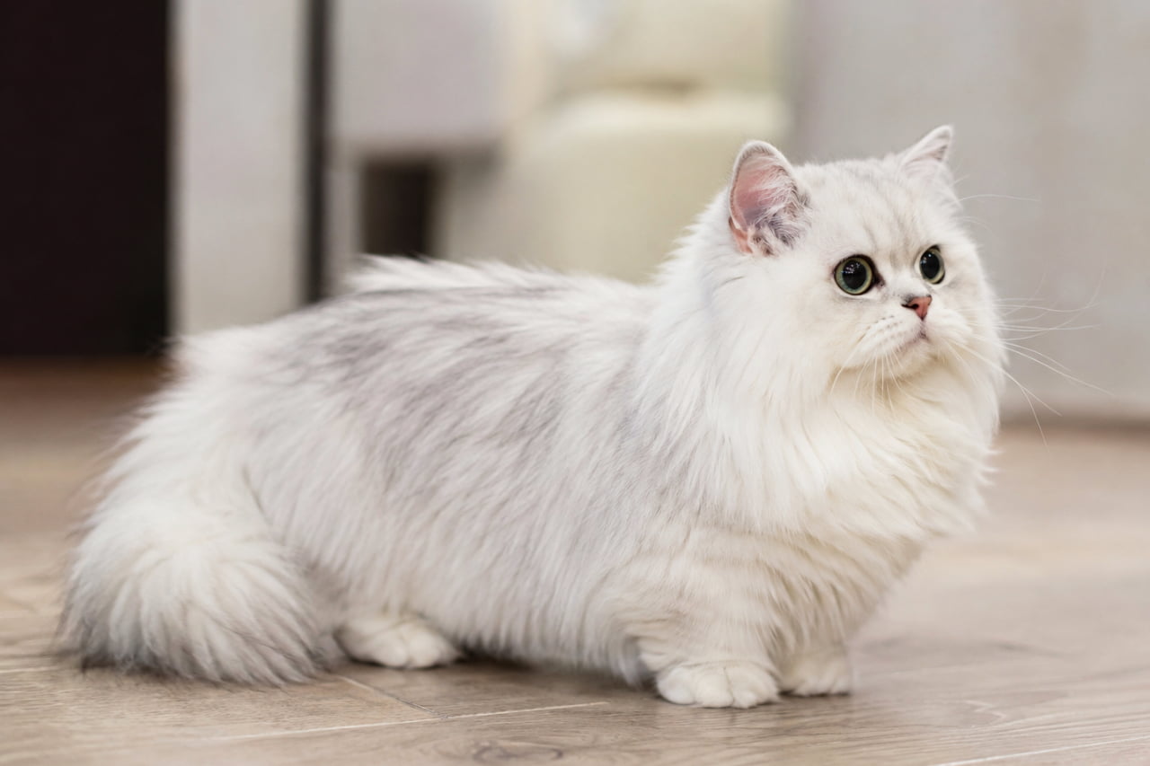 「ふわもこボディと短いおててがたまらないっ🐾✨ 何を見つめているのかな? #ミヌエット #猫のいる暮らし」Ultra-realistic high-quality photograph of a fluffy white Minuet cat with short legs standing on a wooden floor. The cat features slightly silver-shaded long fur and large yellowish-green eyes looking upward. The softly blurred indoor background and gentle natural lighting beautifully highlight the luxurious texture of its coat. 室内でたたずむミヌエットの猫。少しシルバーがかったふわふわで豊かな純白の長毛と、特徴的な短い足が愛らしい。大きな黄緑色の瞳で斜め上を静かに見つめている。明るい木目の床と優しくぼやけた背景が、窓から差し込むような柔らかな光と共に毛並みの質感を美しく際立たせている