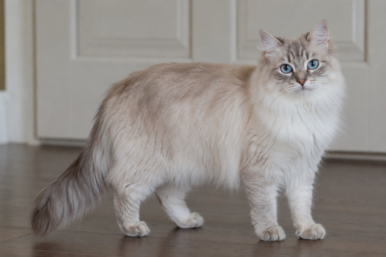 「まるで宝石みたいなブルーの瞳💎✨エレガントなネヴァマスカレードの魅力にうっとりです🐈❄️」Ultra-realistic high-quality photograph of a long-haired Neva Masquerade cat standing gracefully indoors. The cat features a fluffy creamy-white coat with distinct lynx point markings on its face and tail, and striking sapphire-blue eyes staring calmly. The soft room lighting emphasizes its elegant and majestic presence. 室内で優雅に佇む、長毛のネヴァマスカレードの全身写真。白から淡いクリーム色のふわふわの被毛に、顔周りや耳、尻尾に入るリンクスポイントが美しい。透き通るようなサファイアブルーの瞳で静かにこちらを見つめ、気品あふれる姿を見せている