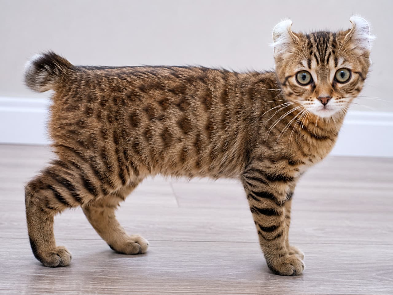 「小さなヤマネコみたい!?🐾 くるんとしたお耳と短いしっぽが特徴のハイランダーの子猫ちゃんです🐈✨」Ultra-realistic high-quality photograph of a wild-looking Highlander kitten standing on a bright indoor floor, looking sideways at the camera. Its wild brown tabby pattern, distinctively curled-back ears, and short bobtail are clearly visible. The contrast between its sturdy build and innocent kitten expression is charmingly captured. 明るい室内の床に立ち、横を向いてこちらをじっと見つめるハイランダーの子猫。野生的なキジトラ(ブラウンタビー)模様、後ろに反り返った特徴的な耳、そして短いボブテイルがはっきりと確認できます。しっかりとした骨格と、子猫らしいあどけない表情のギャップが魅力的な高精細写真
