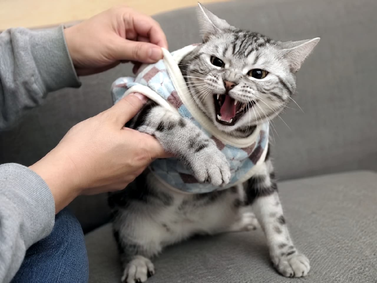 「お洋服なんて絶対着ないニャ！😾💦全力で拒否の「シャー」を放つアメショちゃん✨ #アメリカンショートヘア #猫の服 #激おこ #子猫 #日常のひとコマ」Ultra-realistic high-quality photograph of an American Shorthair-style silver tabby cat hissing aggressively with an open mouth while a human tries to put a checkered pet vest on it on a grey sofa. グレーのソファの上で、人間の手によってパステルカラーのチェック柄の服を着せられそうになり、口を大きく開けて激しく「シャー」と拒絶の声を上げるアメリカンショートヘア風のシルバータビー猫。見開かれた鋭い目と剥き出しの牙が、強い嫌悪感をリアルに物語っています