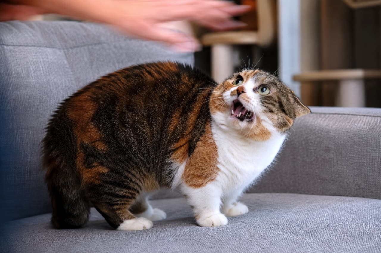 「ビックリさせないでニャ！🙀💦急なおててに驚いて「シャー」が出ちゃう三毛ちゃん✨ #マンチカン #びっくり猫 #猫のきもち #日常のひとコマ」Ultra-realistic high-quality photograph of a startled calico Munchkin cat arching its body and hissing with an open mouth on a grey sofa, reacting in fear to a motion-blurred human hand approaching from above. グレーのソファの上で、上部から素早く差し出された人間の手（ブレ表現）に驚き、耳をろくろ首のように後ろに寝かせて口を大きく開けながら「シャー」と威嚇する三毛のマンチカン猫。短い足で踏ん張り、見開いた緑色の瞳に恐怖と警戒を浮かべる臨場感あふれる一瞬