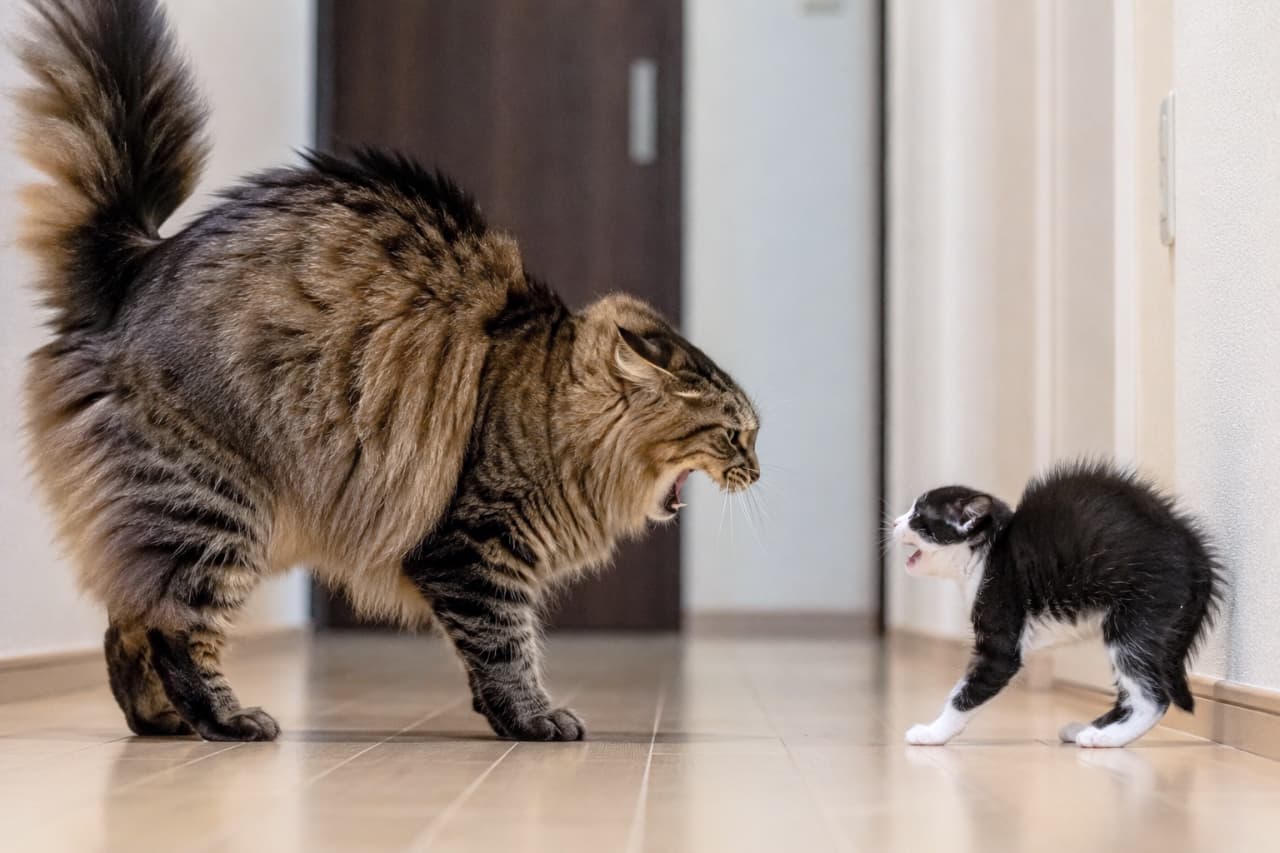 「新入り子猫vs先住猫のバチバチな初対面⁉️⚡️ お互いに毛を逆立てて一歩も譲らない緊迫の瞬間です🐈💥🐈‍⬛ #多頭飼い #猫の喧嘩」Ultra-realistic high-quality photograph of a tense standoff in a hallway between a massive, fluffy Norwegian Forest Cat and a tiny tuxedo kitten. Both cats have arched backs, puffed-up tails, and are hissing fiercely at each other, capturing a dramatic moment of feline hierarchy and immense size contrast. 家の廊下で対峙する2匹の猫。左側にはふわふわのノルウェージャンフォレストキャットが背中を丸め、右側には小さなハチワレの子猫が同じく毛を逆立てて威嚇し合っている。お互いに一歩も引かない緊張感と、大人猫と子猫のダイナミックなサイズ差が見事に捉えられている