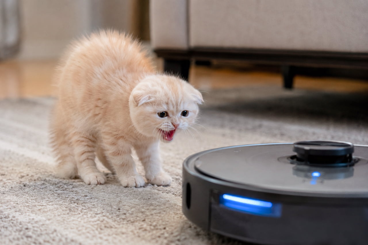 「未知との遭遇👽⁉️ 動くロボット掃除機に小さな体で一生懸命立ち向かう子猫ちゃんが尊すぎる🥺✨ #子猫 #お掃除ロボット #猫のいる暮らし」Ultra-realistic high-quality photograph of a small orange tabby Scottish Fold kitten hissing at a black robot vacuum cleaner on a rug. The kitten has an arched back, puffed-up fur, and folded ears. The glowing blue LED of the robotic device contrasts with the organic, fierce stance of the tiny cat. 稼働中の黒いロボット掃除機に向かって、背中を丸めて威嚇する茶トラのスコティッシュフォールドの子猫。特徴的な垂れ耳とふわふわの毛を逆立て、小さな口を大きく開けて「シャー」と鳴いている。青いLEDランプが光る無機質な家電と、小さな命の対比が愛らしい