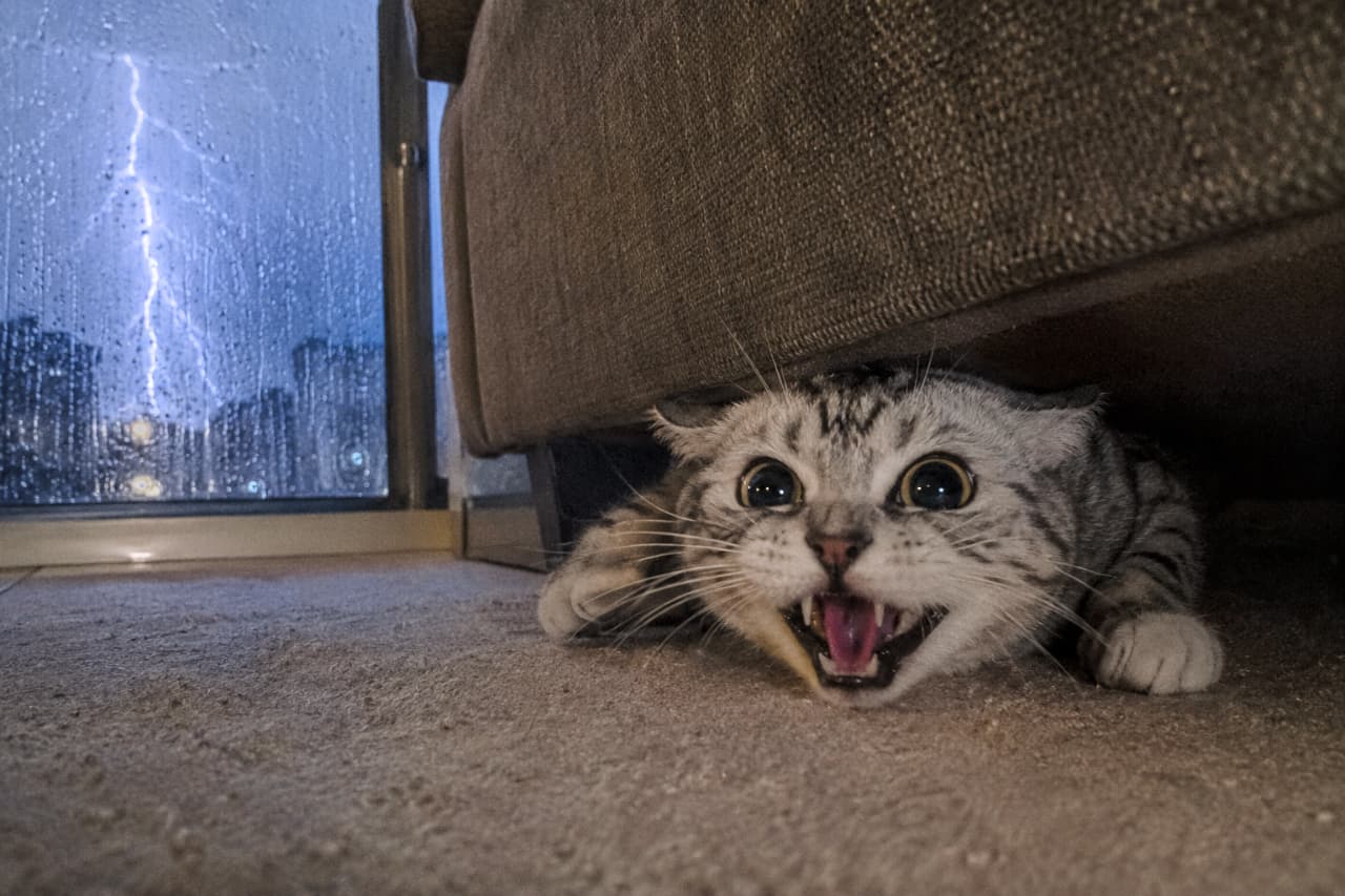 「外の雷が怖くてソファの下から全力の「シャー！」😿⚡️ 早く嵐が過ぎ去るといいね。 #猫のいる暮らし #イカ耳」Ultra-realistic high-quality photograph of a hissing silver tabby cat hiding under a dark sofa. Outside the window, a bright lightning bolt flashes in a stormy, rain-streaked night sky. The cat displays flattened ears and dilated pupils, baring its teeth in a state of intense fear and defensiveness. 激しい雷雨の夜、ソファの下に身を潜めて威嚇するサバトラ猫。窓の外には稲妻が青白く光り、雨粒がガラスを叩いている。猫は瞳孔を開き、耳を平らに伏せた「イカ耳」状態で牙を剥き出しにし、恐怖と警戒心が入り混じった緊迫感のある表情を浮かべている