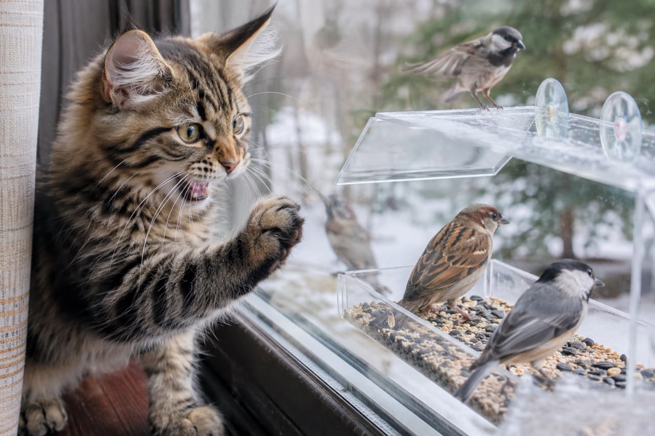 「窓辺のハンター発動！🐦💥 近づきたいのにガラスが邪魔で思わずシャーッ！冬のパトロール中です⛄️」Ultra-realistic high-quality photograph of a brown tabby Maine Coon cat reaching out and hissing intensely at small birds gathered at a clear window bird feeder, with a snowy winter landscape in the soft background. 耳先の見事な飾り毛が特徴的なキジトラ柄のメインクーン風の猫が、雪景色の窓枠に設置された透明なバードフィーダーに集まるスズメやシジュウカラなどの小鳥たちに向かって、前足を伸ばしながら鋭く威嚇している臨場感のある写真。冬の自然光が猫の真剣な瞳を美しく照らしている