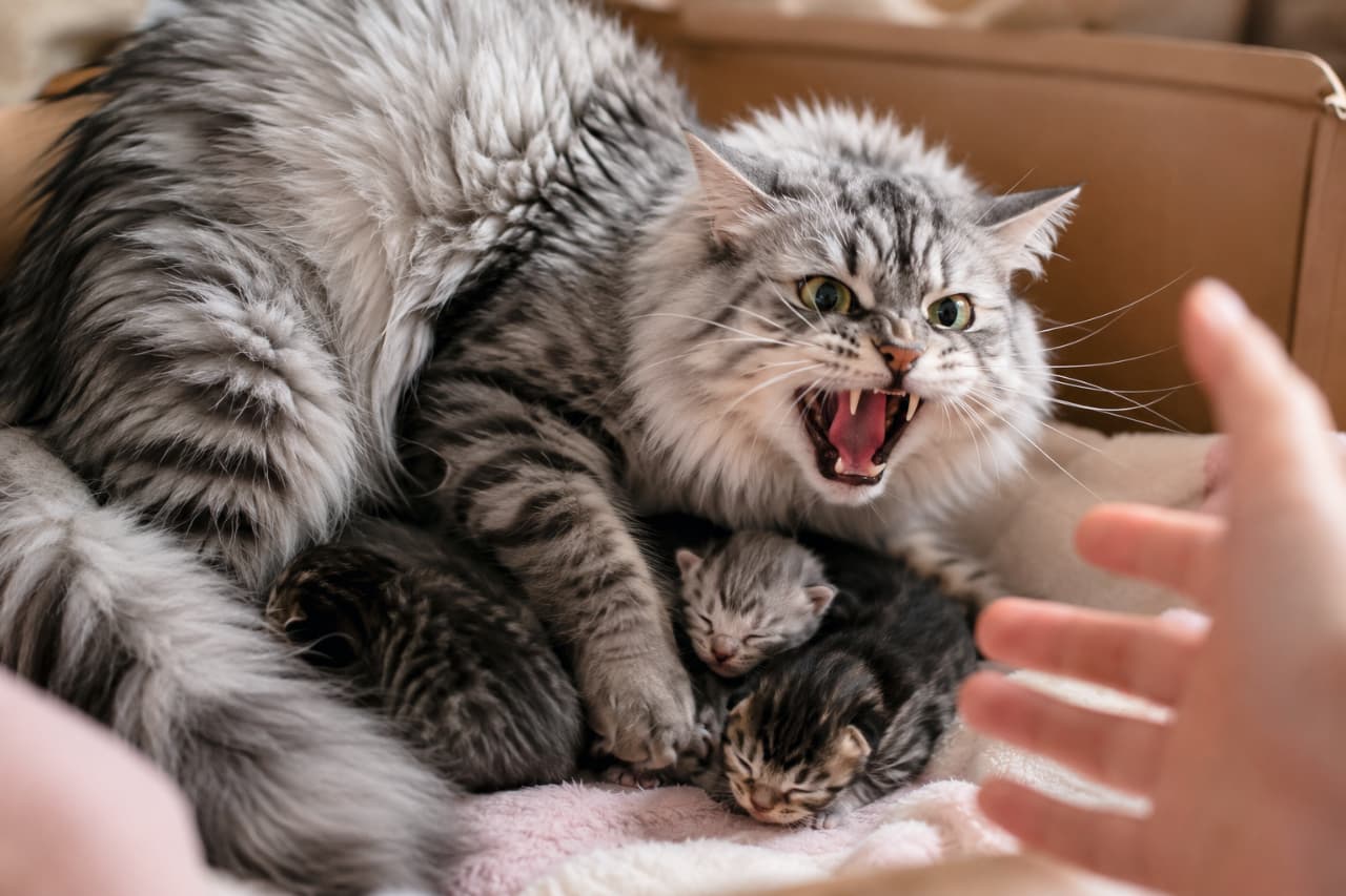 「私の赤ちゃんには指一本触れさせないニャ！😾🛡️ 母猫の強い愛と防衛本能を感じる、神聖な瞬間✨」Ultra-realistic high-quality photograph of a silver tabby longhair mother cat fiercely hissing and protecting her tiny newborn kittens from an approaching human hand inside a cardboard box lined with a pink blanket. ピンクと白の毛布が敷かれた段ボール箱の中で、美しい毛並みのシルバータビーの長毛母猫が、人間の手から身を挺して小さな子猫たちを守り、牙を剥いて激しく威嚇している母性愛溢れるシーン。緊迫した空気と母猫の強い意志が表現されている
