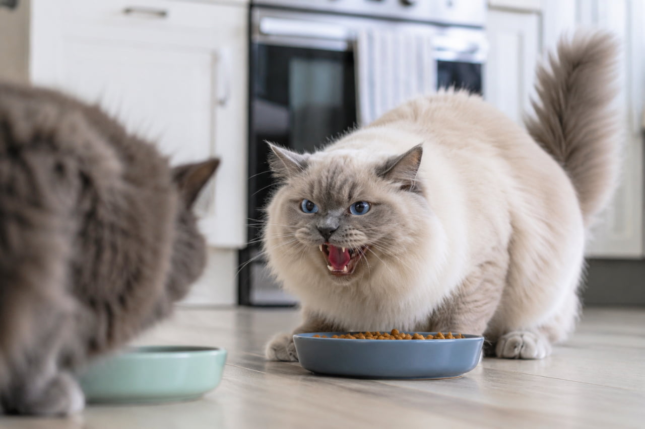 「ご飯は絶対に渡さないニャ！😾💦 食事中の緊迫した威嚇シーン。多頭飼いあるあるの光景ですね🐾 #多頭飼い #猫の喧嘩」Ultra-realistic high-quality photograph of a fluffy Ragdoll-type cat with bright blue eyes hissing aggressively at another cat over a food bowl on a wooden floor, with a delicately blurred bright kitchen in the background. 美しいブルーの瞳を持つラグドール風の長毛猫が、フローリングに置かれたグレーのフードボウルを守るように低い姿勢をとり、手前の暗い毛色の猫に向かって激しく「シャー」と威嚇している様子。背景には明るいシステムキッチンが柔らかくボケて写っており、日常の中の緊迫した瞬間を捉えている
