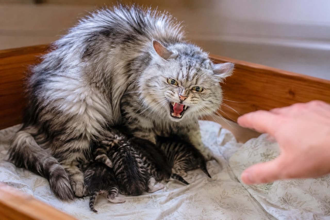 「近づく者は許さない！😾🔥 愛する我が子を全力で守るお母さん猫の、大迫力な威嚇ポーズ」Ultra-realistic high-quality photograph of a silver tabby longhair mother cat aggressively hissing with flattened ears to defend her dark-colored newborn kittens from a human hand reaching into a wooden nesting box. 木箱に敷かれた白い布の上で、シルバータビーの長毛母猫が数匹の黒っぽい子猫に覆いかぶさるようにして、伸びてきた人間の手に対して耳を伏せ、鋭い眼光で力強く威嚇している迫力の写真。自然光が母猫の野生的な表情を立体的に浮かび上がらせている