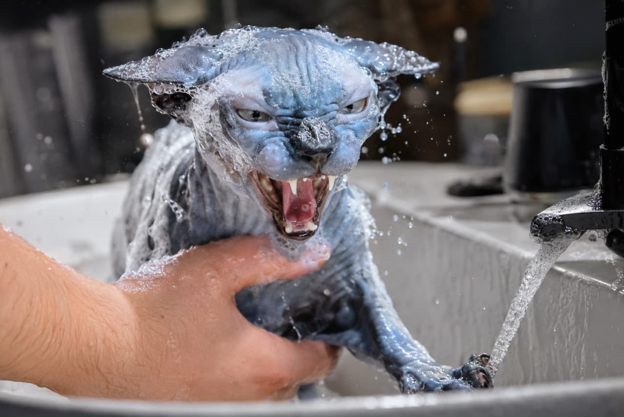 「お風呂は断固拒否ニャー！！👿🚿 怒りの水飛沫が飛び散るスフィンクスのお風呂タイム奮闘記🐾」Ultra-realistic high-quality photograph of a dark grey Sphynx cat covered in soap suds, hissing fiercely while being washed in a sink by a human hand, featuring flying water droplets and dramatic dark lighting. ダークグレーの皮膚を持つスフィンクスが、全身泡だらけになりながら洗面台で人間の手に押さえられ、水飛沫を上げて猛烈に威嚇している迫力満点の写真。黒を基調とした背景とドラマチックな照明が、猫特有のシワの質感とシャンプー中の緊迫感を強調している
