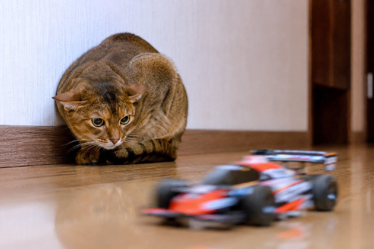 「謎の動く物体（ラジコン）に完全降参にゃ🐾 壁と同化しちゃうアビシニアンちゃんが愛おしすぎる🥺 #猫のいる暮らし」Ultra-realistic high-quality photograph of an Abyssinian cat with beautiful ticked tabby fur cowering in the corner of a white wall and wooden floor, staring nervously with large almond eyes at a blurred RC car moving in the foreground. 白い壁とフローリングの角に身を縮めて座り込むアビシニアン。美しいティックドタビーの被毛を持ち、大きなアーモンド型の目で手前を走るラジコンカーを警戒して見つめています。ラジコンのブレが猫の静かな緊張感を際立たせるリアルな情景