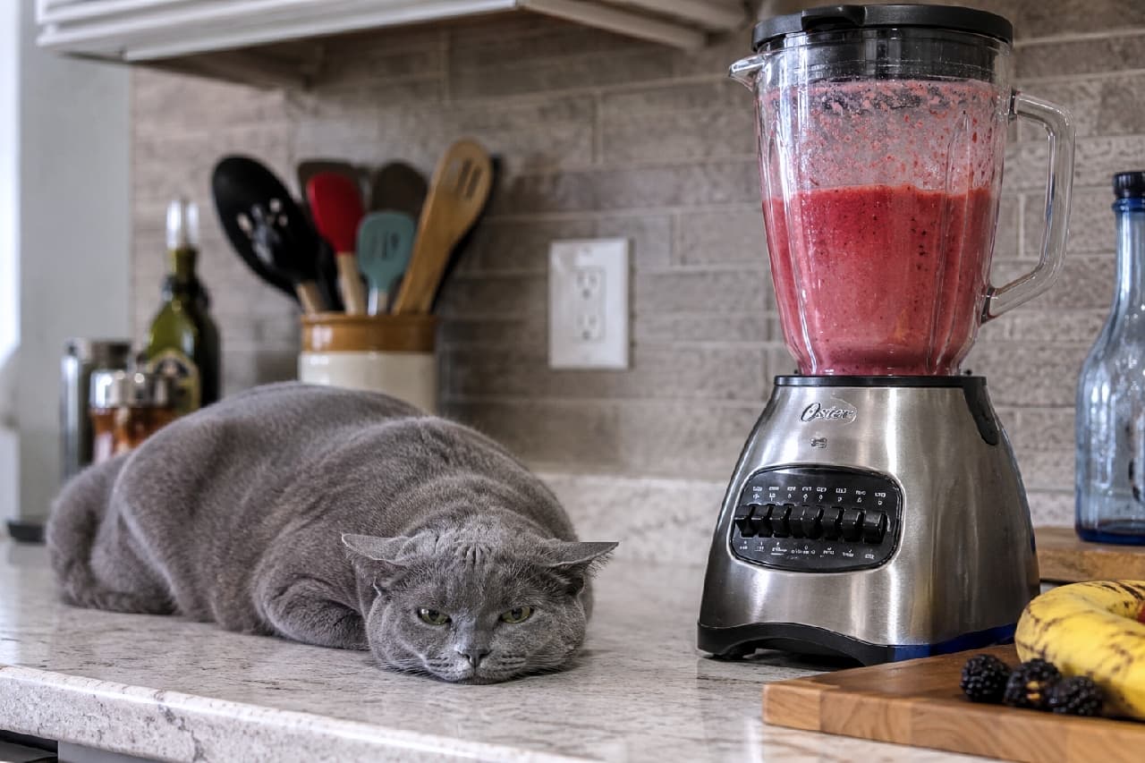 「ミキサーの音に勝てず、ペシャンコになってやり過ごす猫さん😹 イカ耳具合が最高にキュートです！🍓 #猫のいる生活」Ultra-realistic high-quality photograph of a grey British Shorthair cat lying flat with "airplane ears" on a kitchen counter, looking highly annoyed by a stainless steel blender filled with red smoothie operating next to it. キッチンカウンターにペターッと伏せ、イカ耳になって不機嫌な表情を浮かべるブルーの被毛のブリティッシュショートヘア。隣には赤いスムージーが入ったステンレス製のブレンダーがあり、大きな稼働音に耐えているようなユーモラスな情景