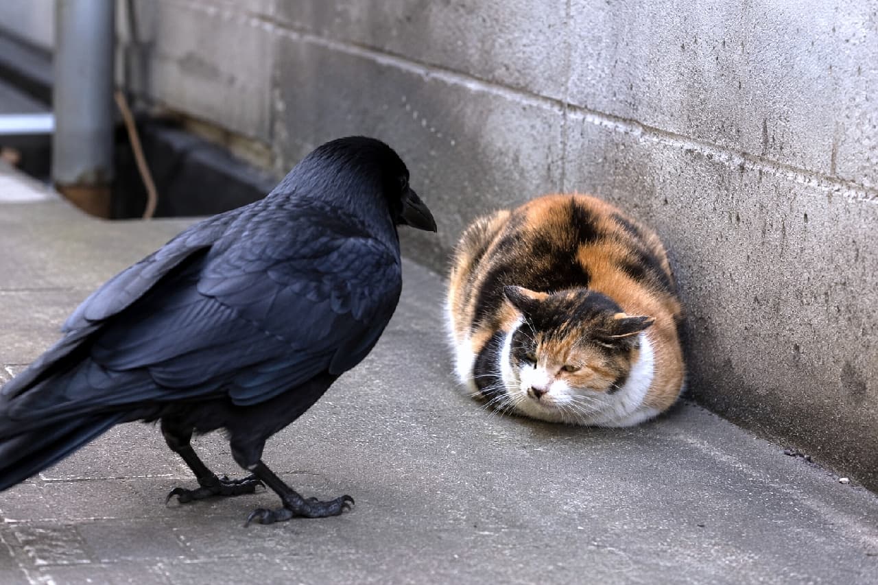 「大きなカラスさん、通りますニャ…💦 路地裏での圧倒的パワーバランスに思わず平伏しちゃう三毛猫ちゃん🥺」Ultra-realistic high-quality photograph of a beautiful calico cat crouching low against a concrete wall with flattened ears, displaying total submission to a massive black crow standing before it in a tense, dim alleyway. 薄暗いコンクリートの路地裏で、目の前に立ちはだかる巨大な黒いカラスに対し、耳を伏せて身を縮め、完全降伏のポーズをとる美しい三毛猫。圧倒的なサイズのカラスと、緊張感漂う路地の空気感が精細に描写されています
